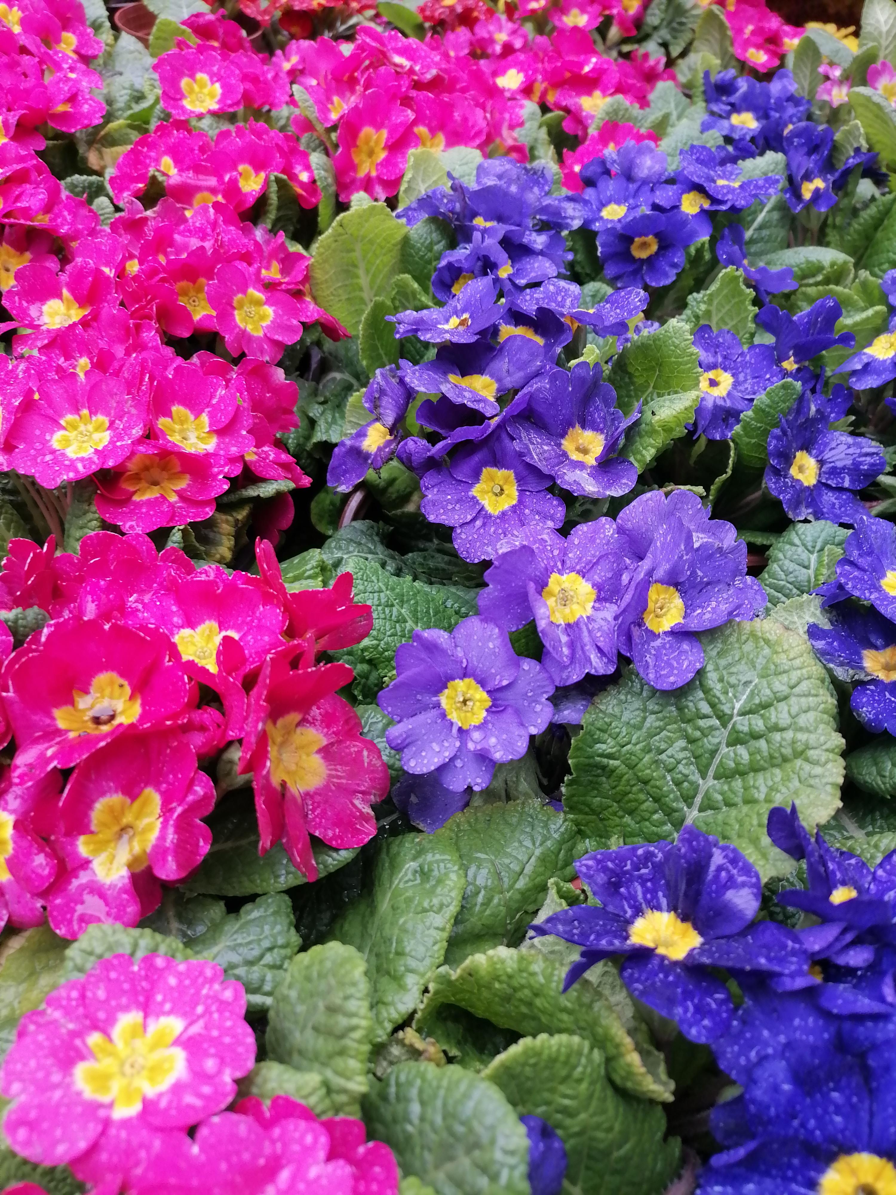 花基本上都是当季的草花如果你去花市遇到一些花快过季的草花就不要买