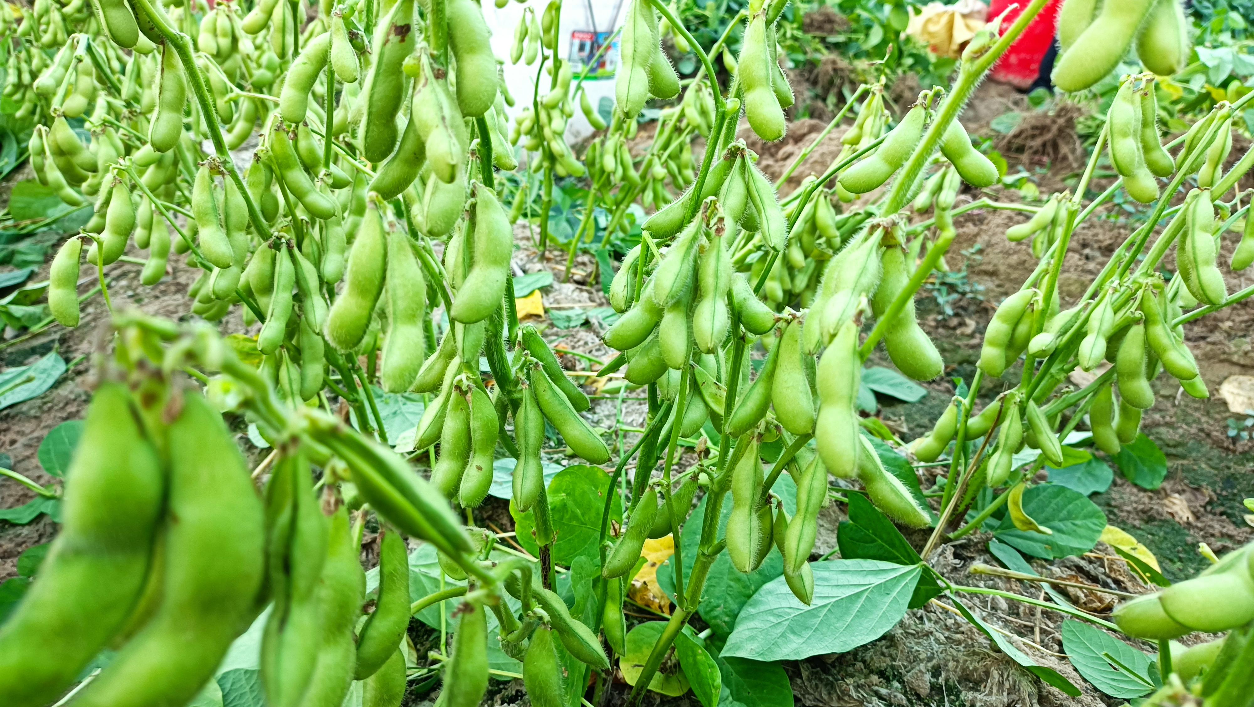 今年也是采摘毛豆时间比较多