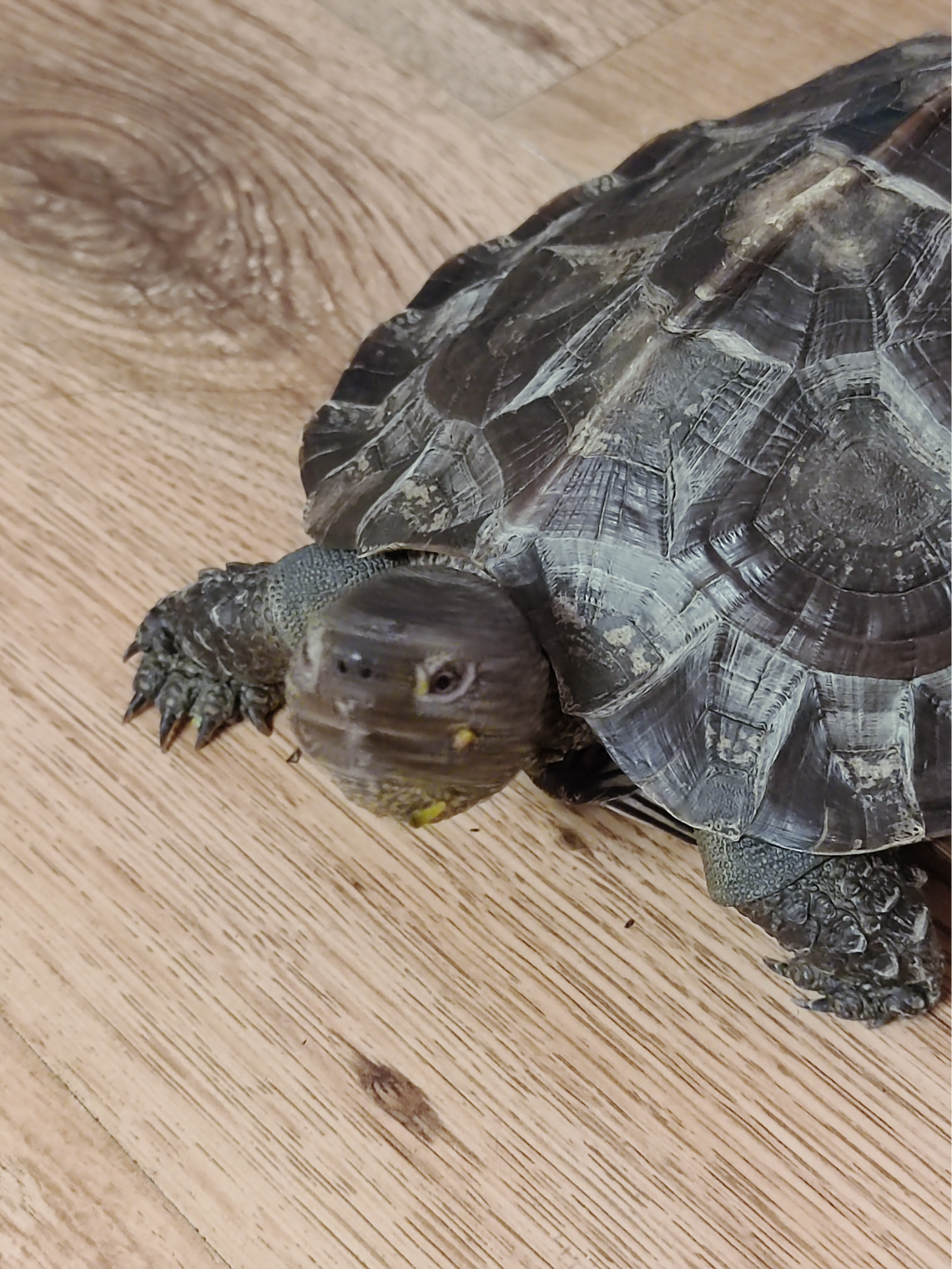 帝都的一辉君 的想法: 今日份龟龟 | 92我家宠物的名字:亚洲巨龟,小