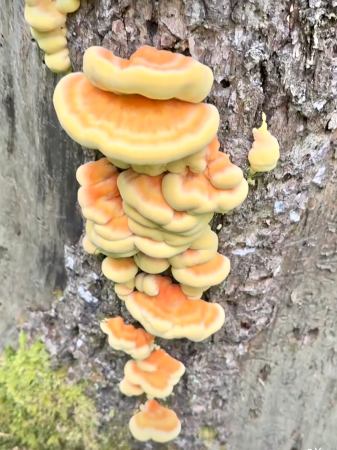 王小王 的想法: 野生菌探秘787:树鸡蘑!