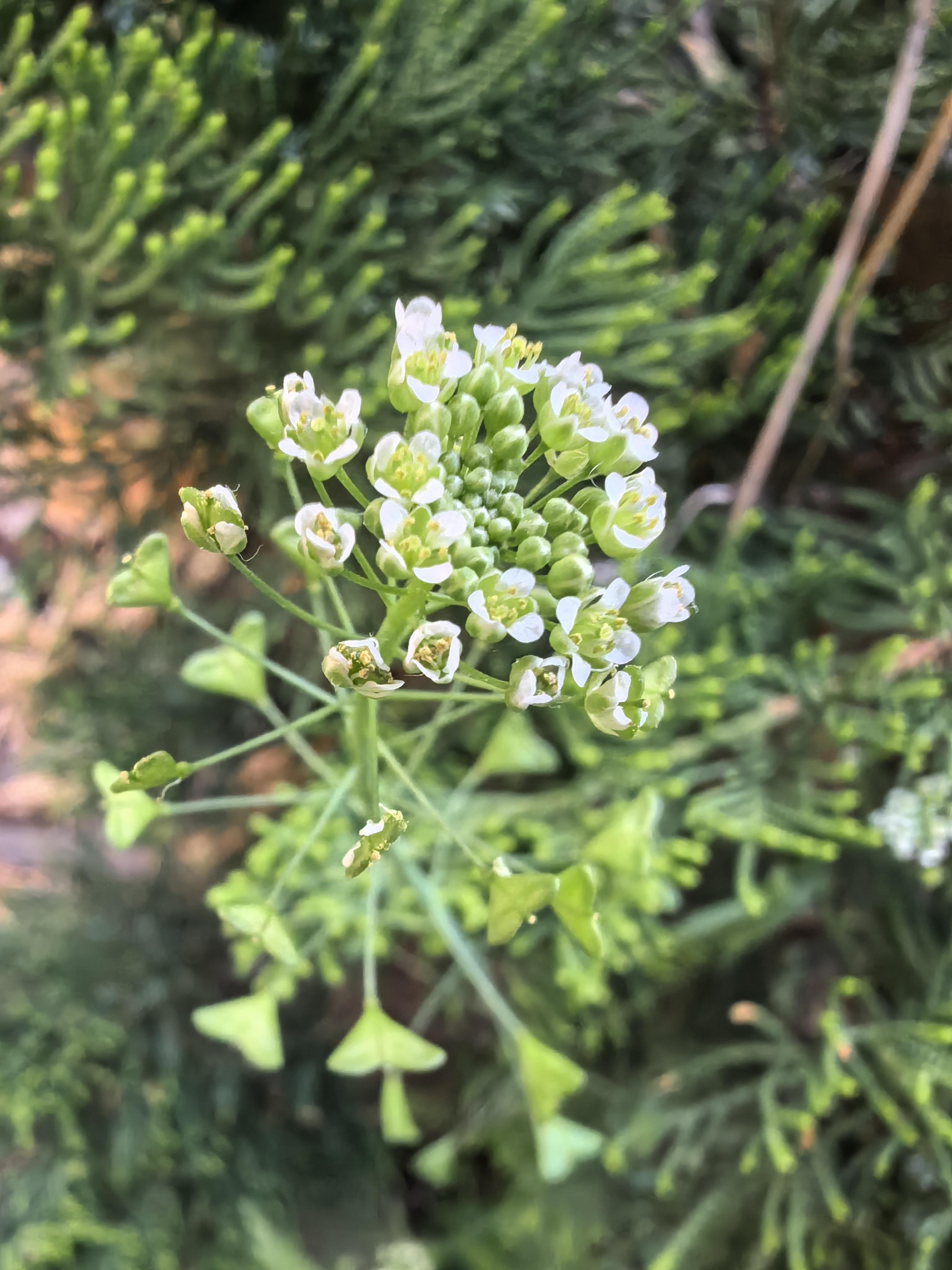 花季菜图片大全图片