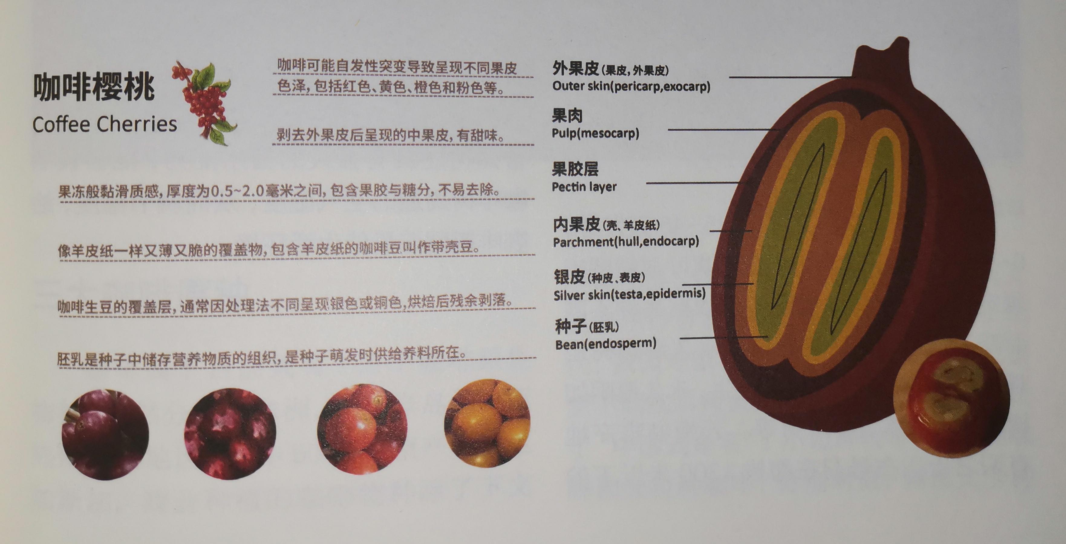 吴正楠 的想法: 今日读书分享  br> 这张图对于咖啡樱桃的结构描述就