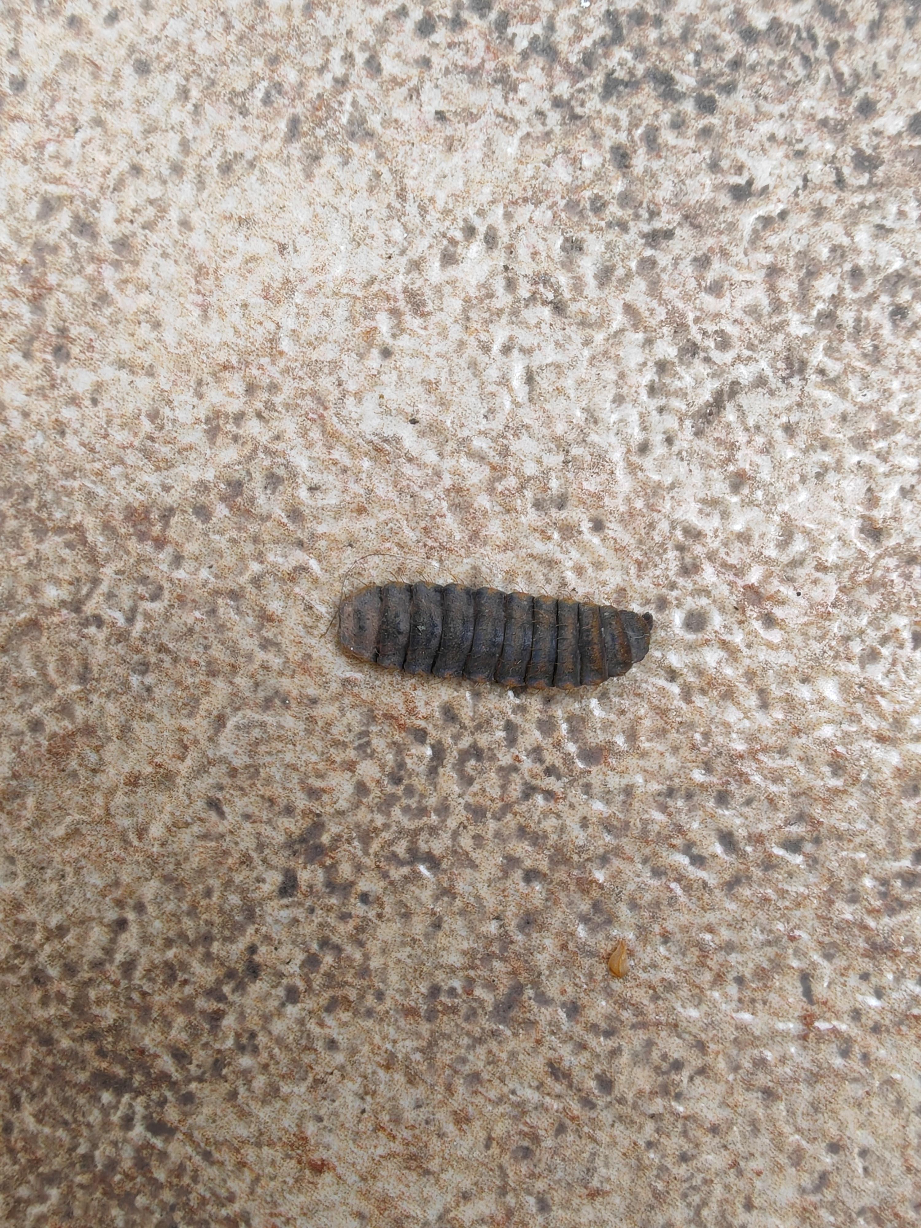 蛾是蛹变的,幼虫应该是一个,但不能百分百确定