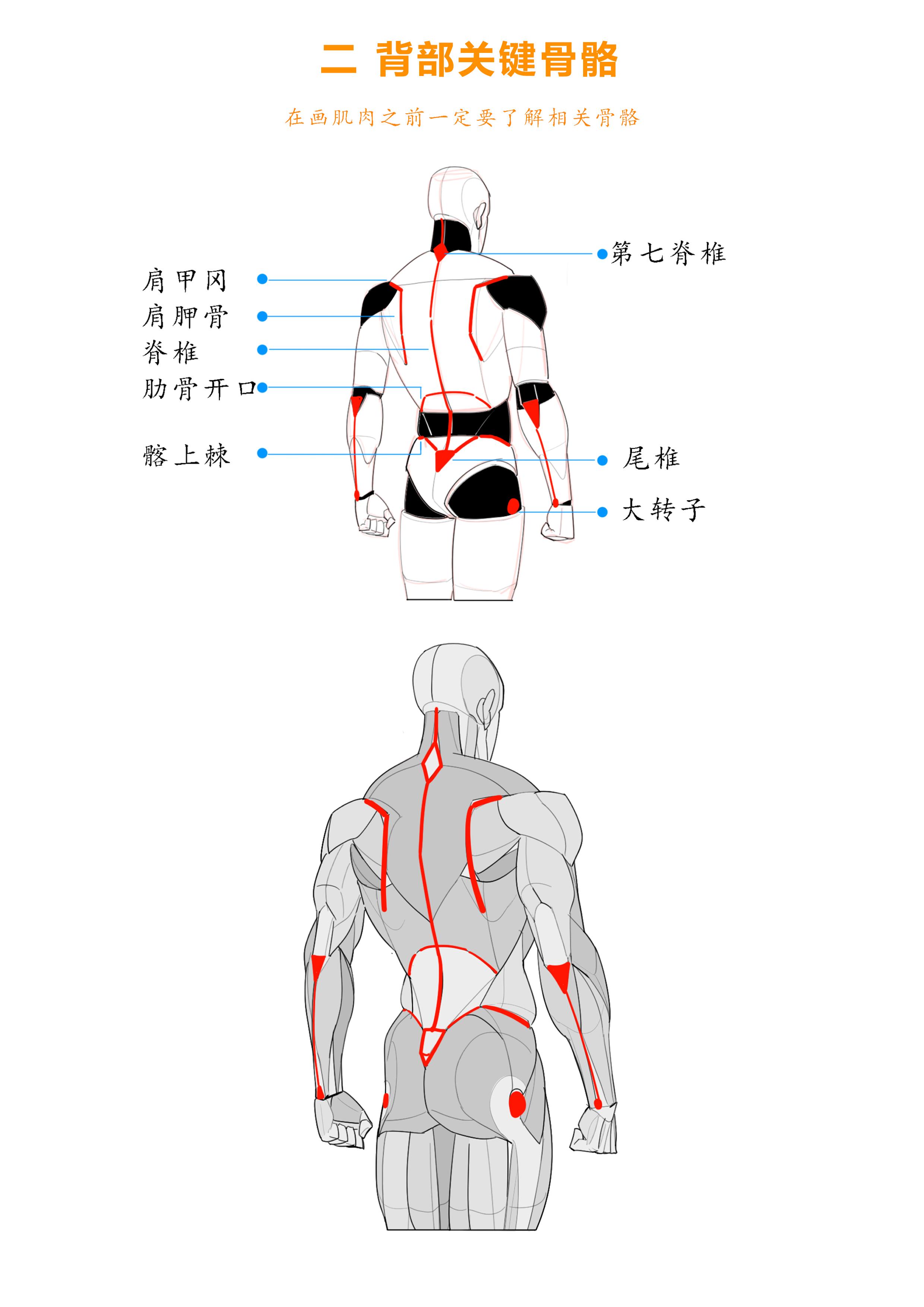 背部图解大全男士图片