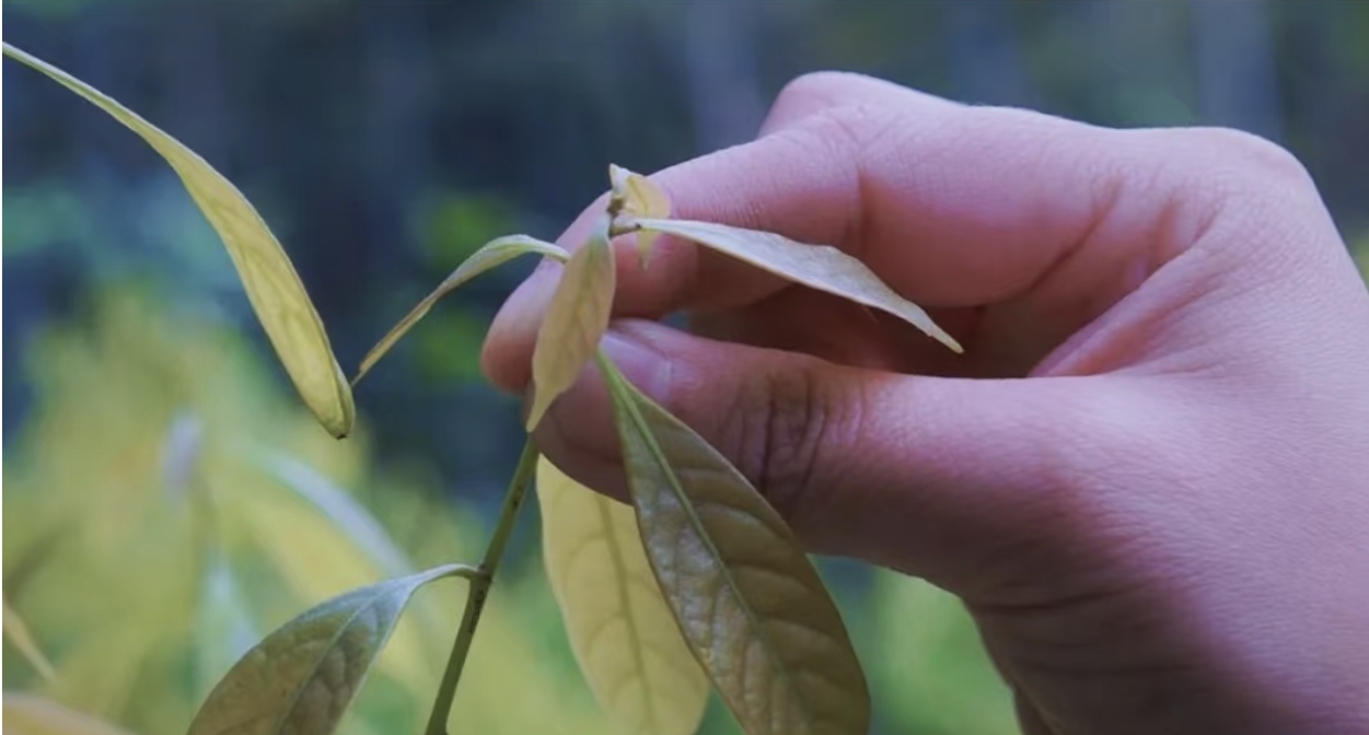缙云山甜茶,原料木姜叶柯嫩