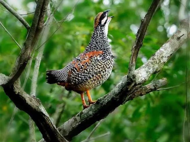 赵文武 的想法: 中华鹧鸪鸟 |  a class="hash_tag" href="https