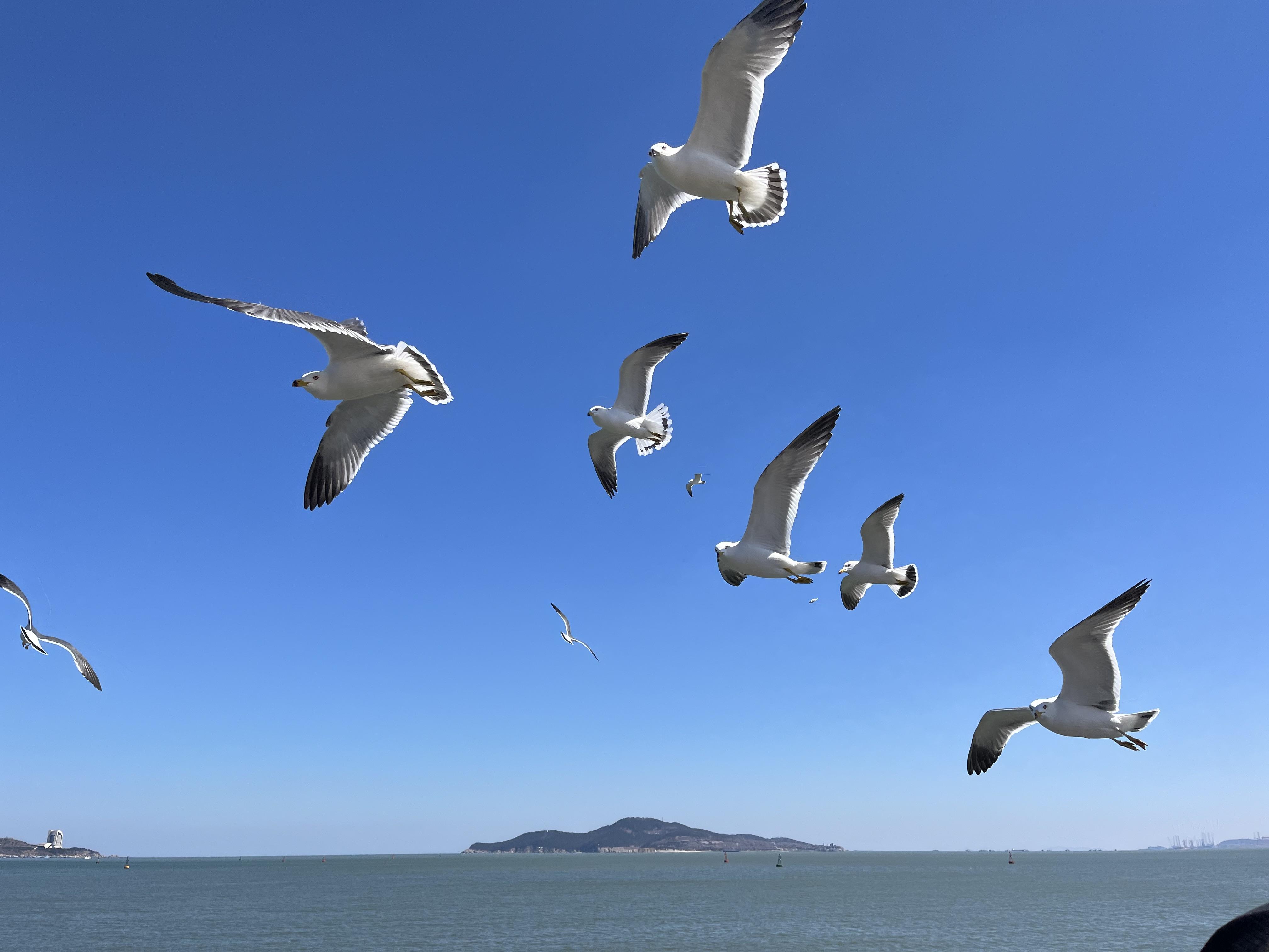 最美大海海鸥图片图片