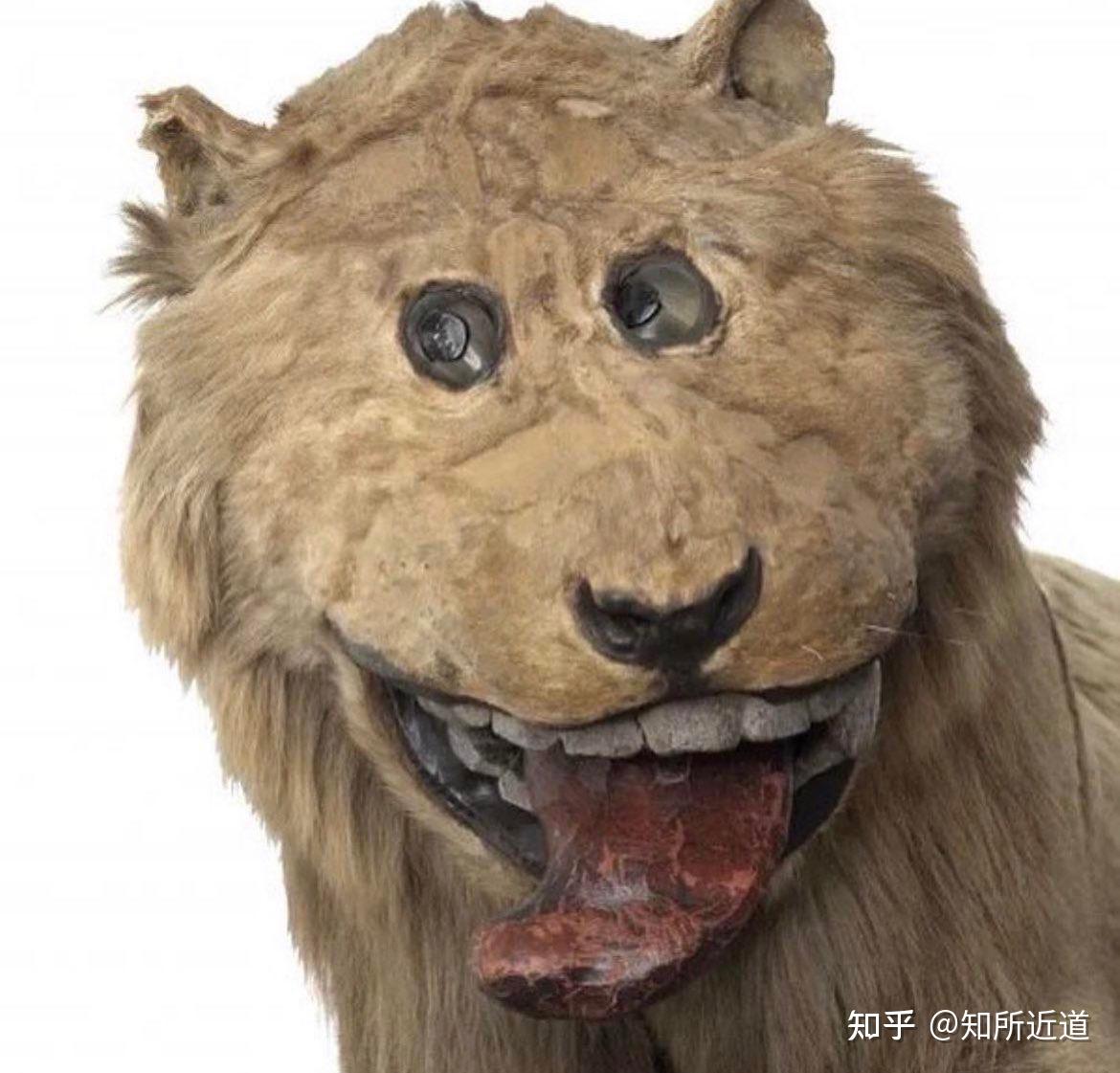 知所近道 的想法: 18 世纪瑞典的格里普斯霍尔姆城堡的狮子被认为是动物标本剥制术中最糟糕的例子之一。 1731年,瑞典国王腓… - 知乎