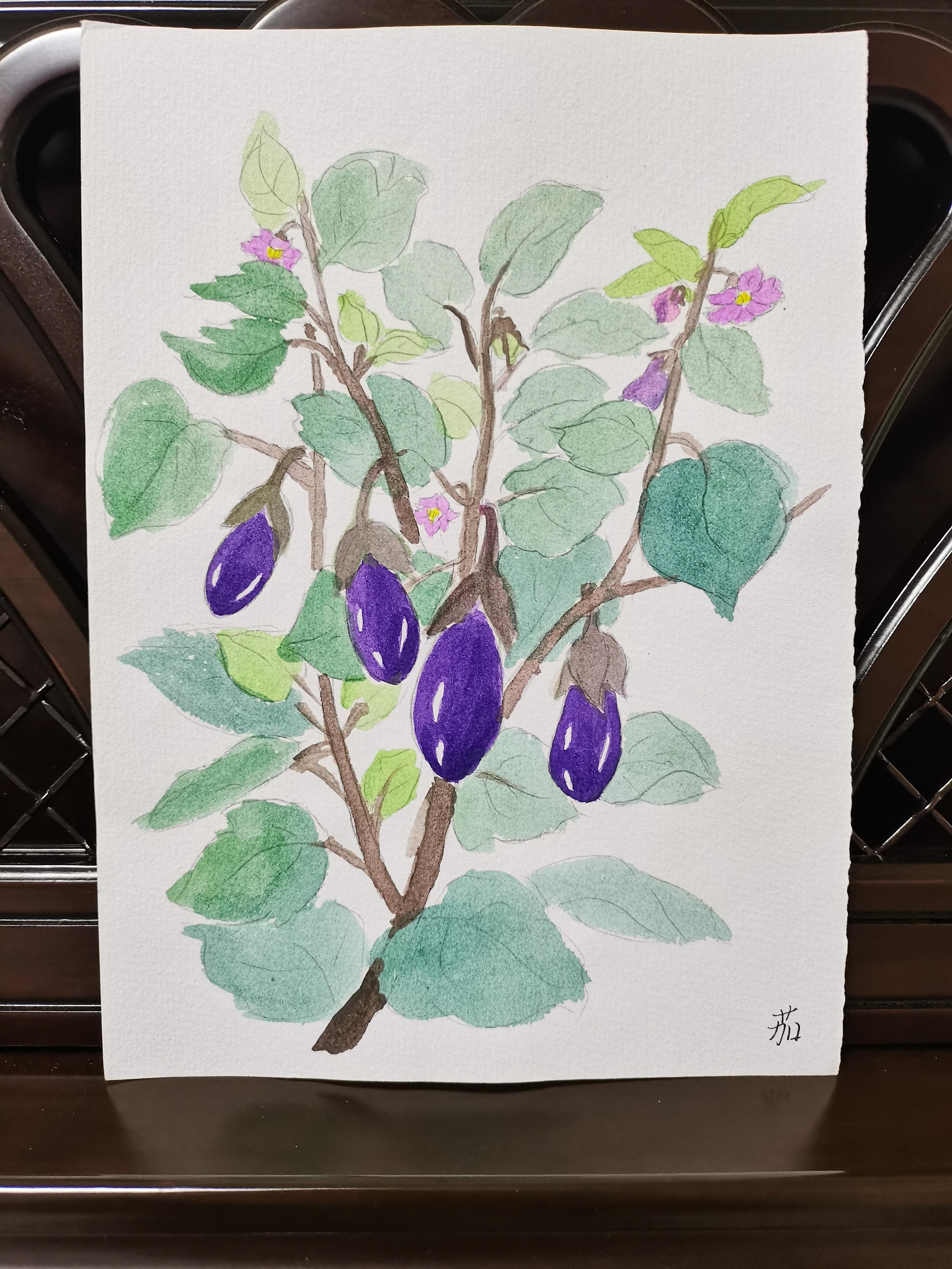 6茄子树,喜光喜热.疏朗的绿叶,紫黑色的枝干,淡紫色的素雅的花朵,果实