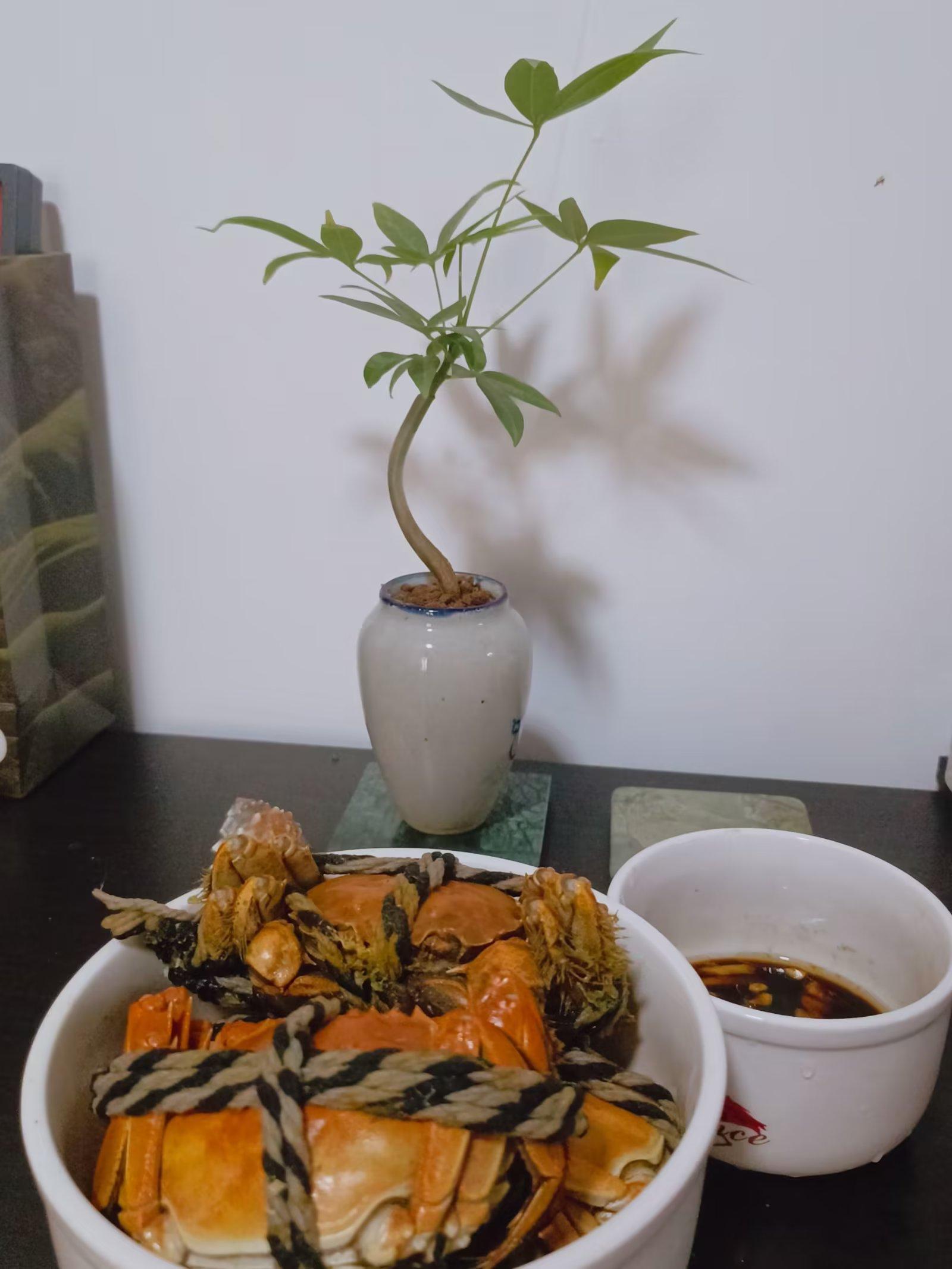 许靖 的想法: 金秋月圆秋风醉 | 金秋蟹香桂枝满,圆月星空食月形.