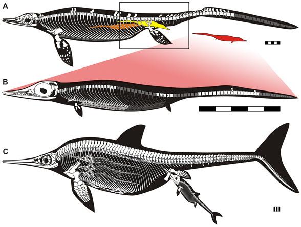 阿尔萨斯肉丸 的想法: 『扁鳍健将』——扁鳍鱼龙(platypterygius) br
