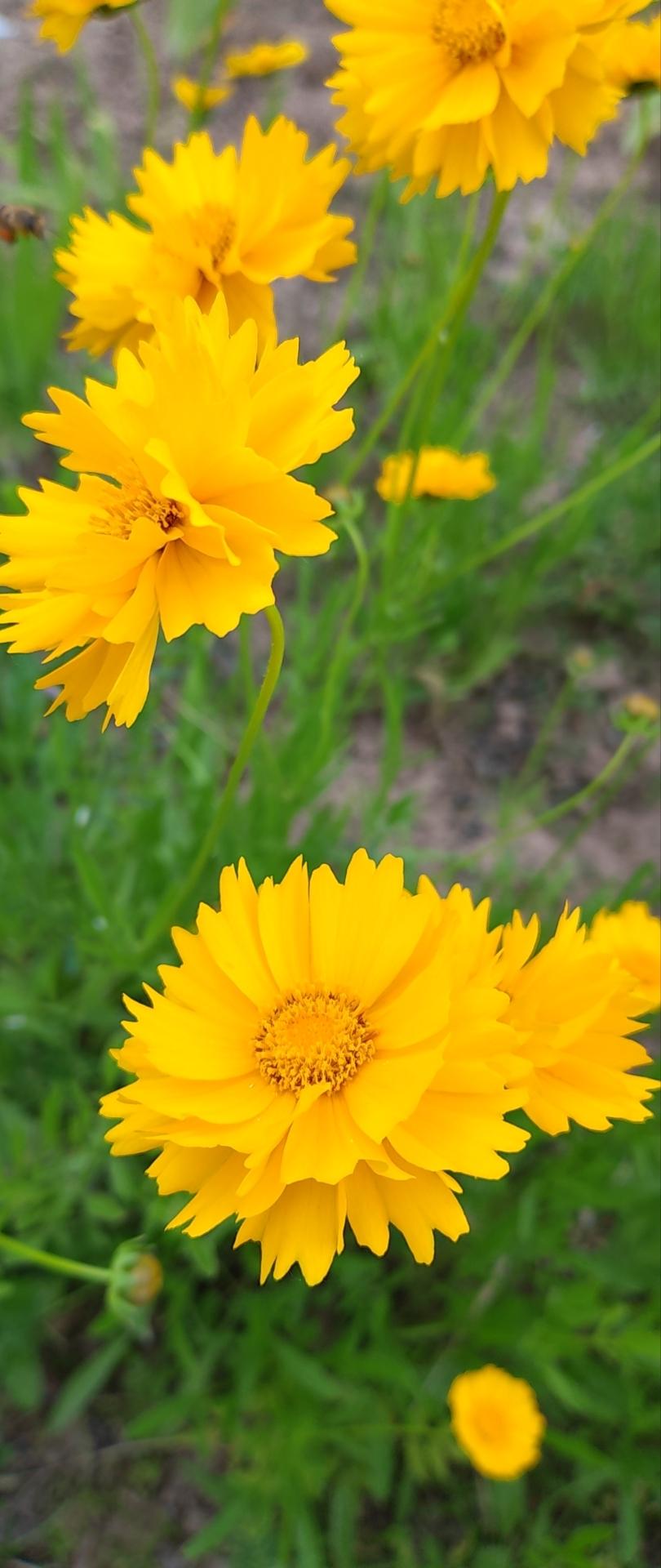 壁纸 花 桌面 810_1920 竖版 竖屏 手机