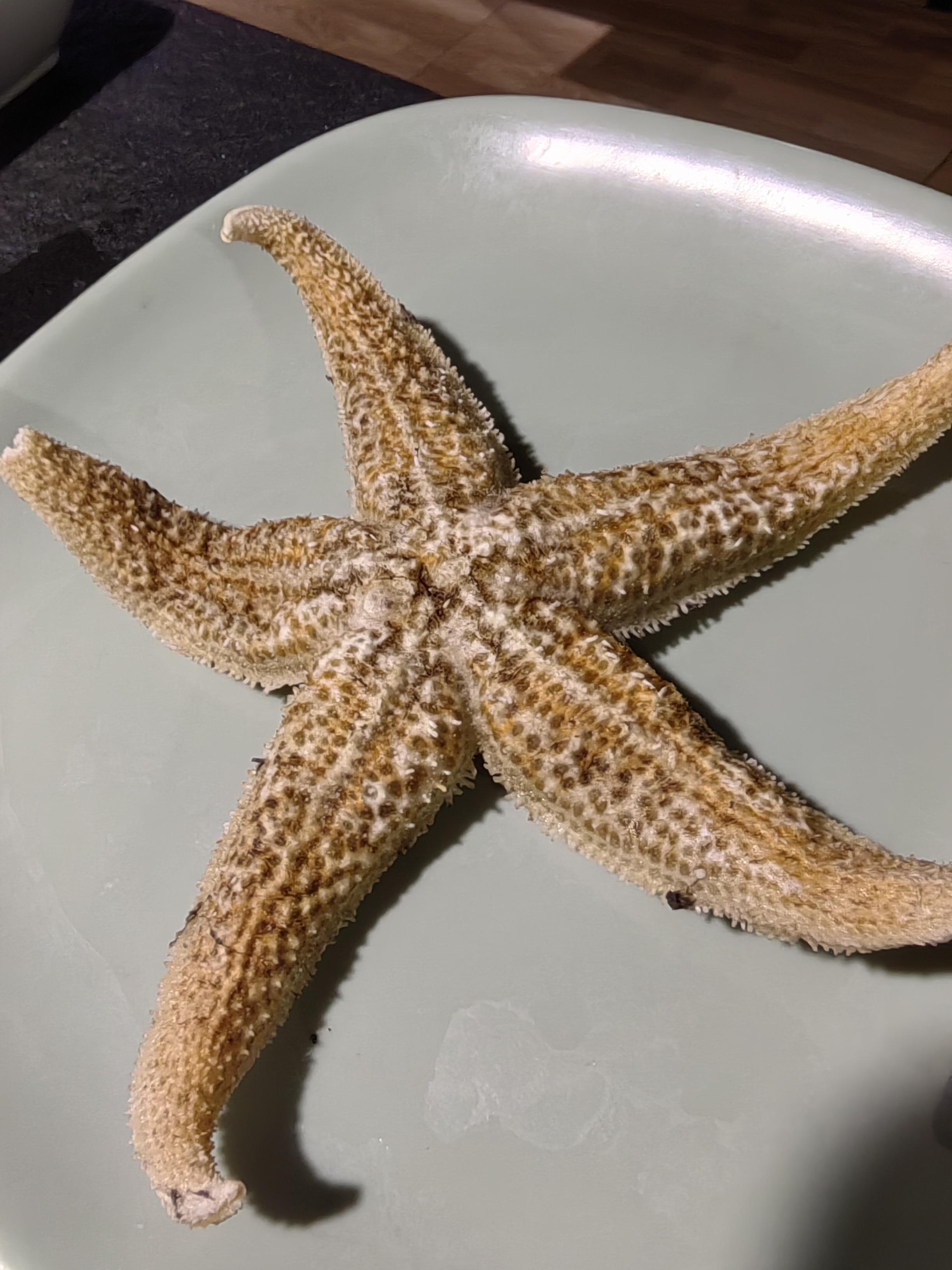 含羞草 的想法 在青岛第一次品尝了海胆和海星有腥味