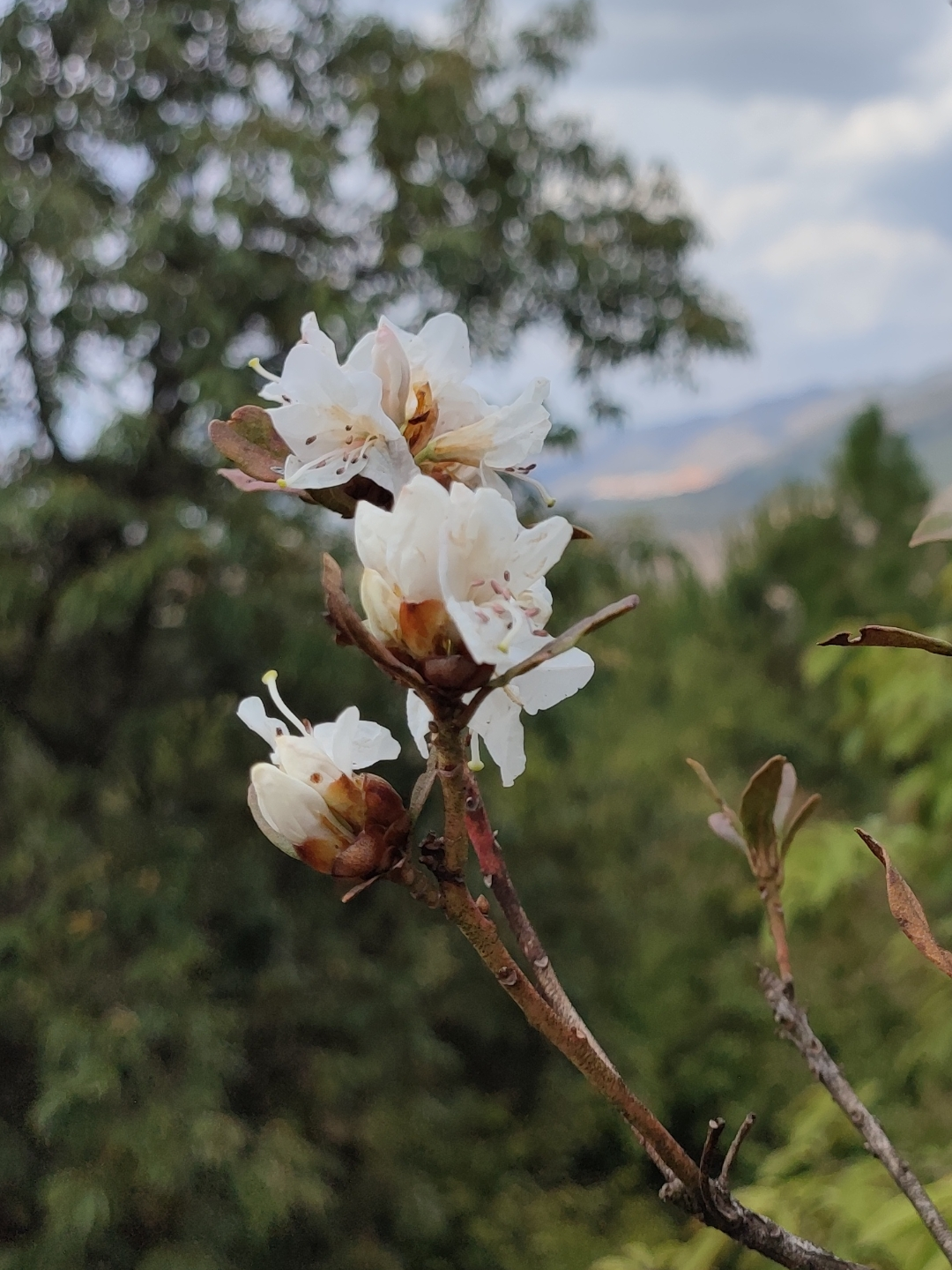 水彩画日志四锈叶杜鹃今天画的是今年夏天上山捡菌时拍到的一种野生