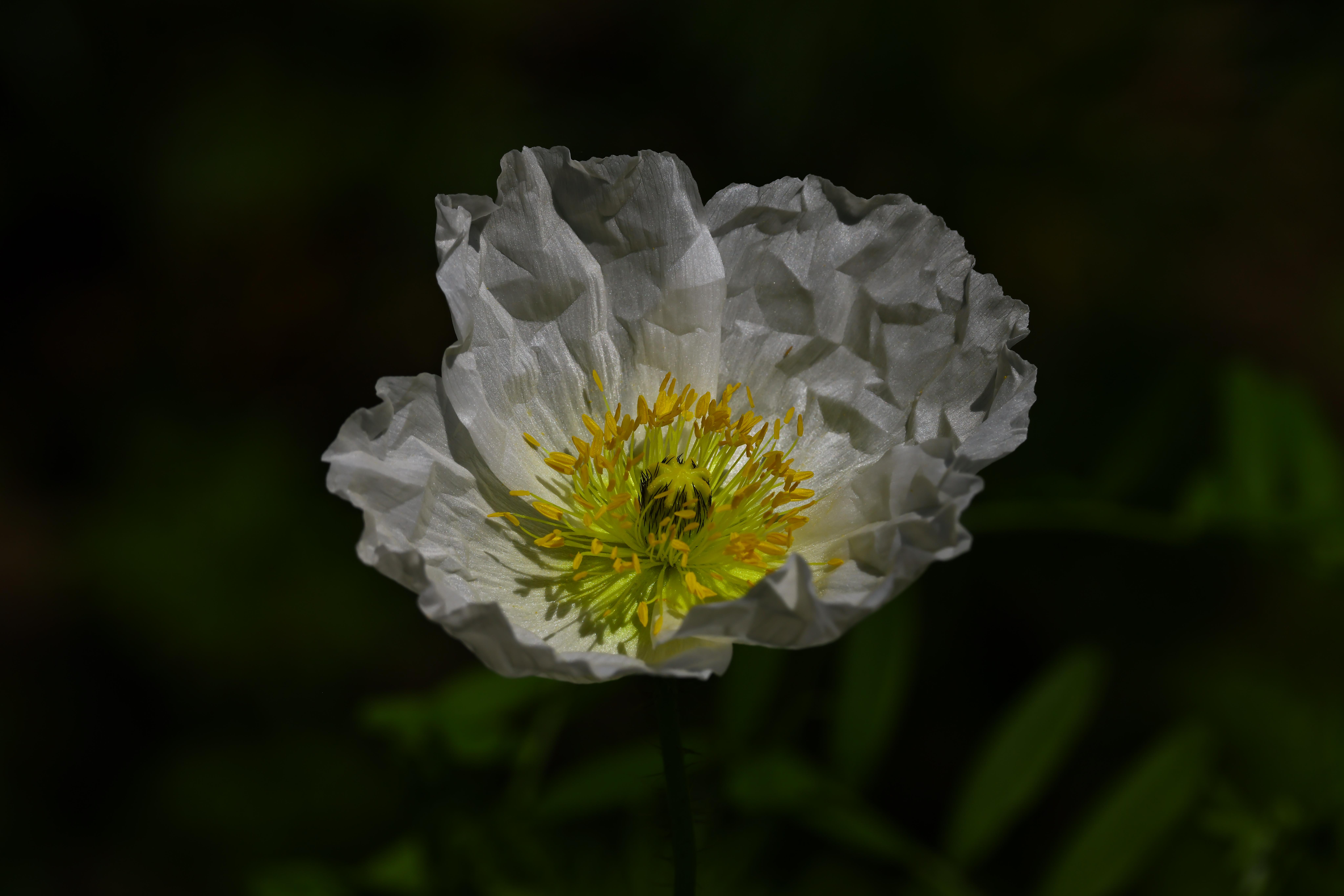 又名丽春花,虞美人草等.