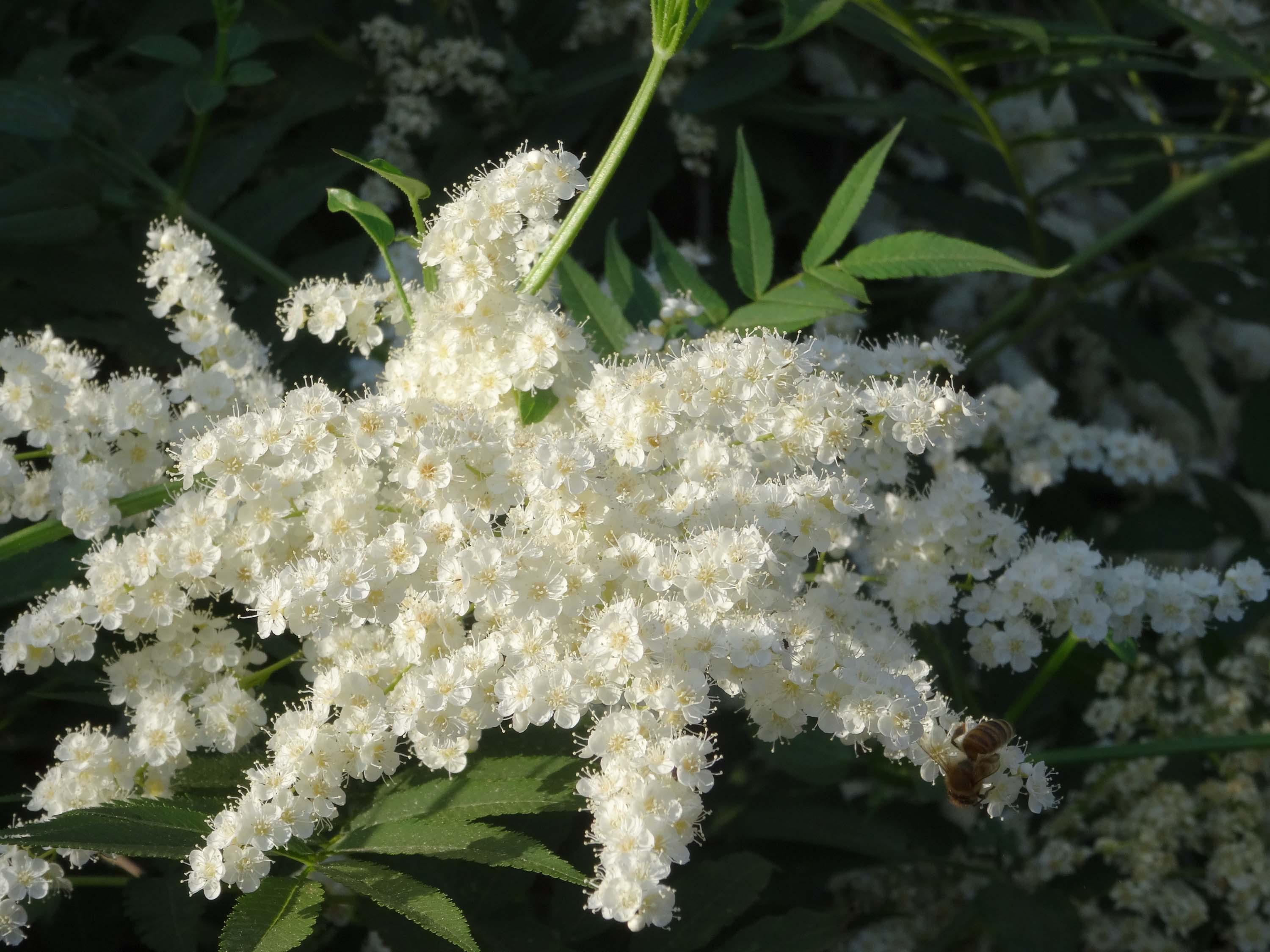 珍珠梅的花骨朵儿很像珍珠啊,花开得很繁盛,朵朵花都很精致,耐看!