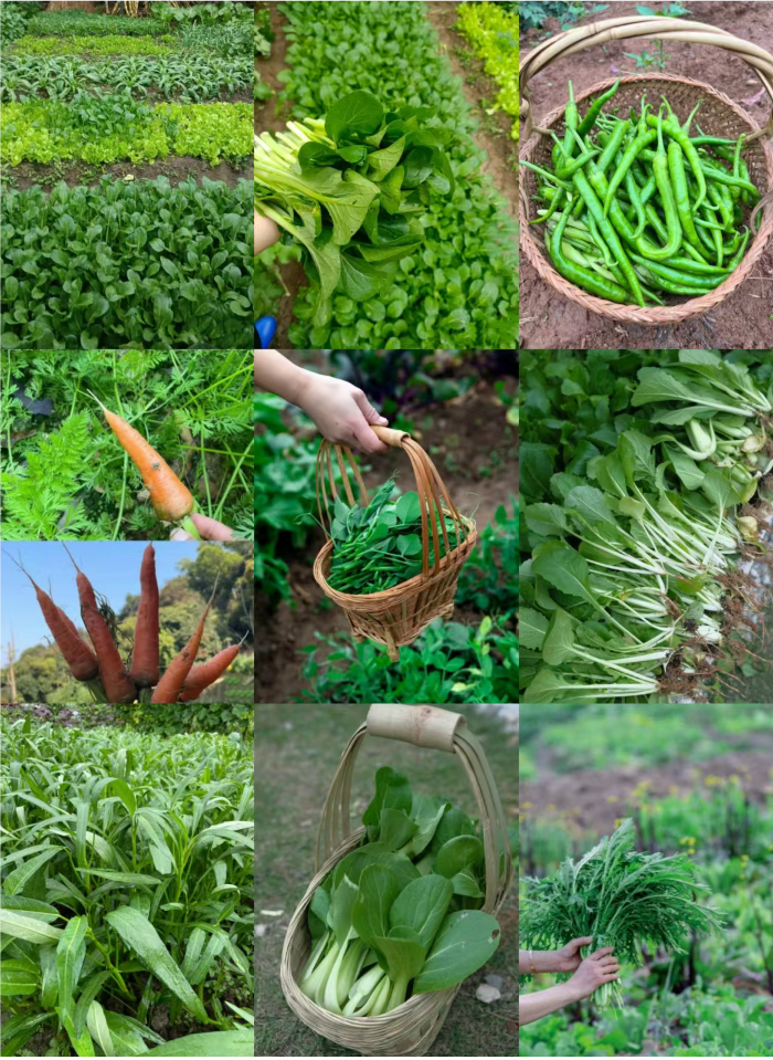 小冉同学 的想法: 休闲农庄,风景如画,独享静谧艺术农家乐带娃来菜地