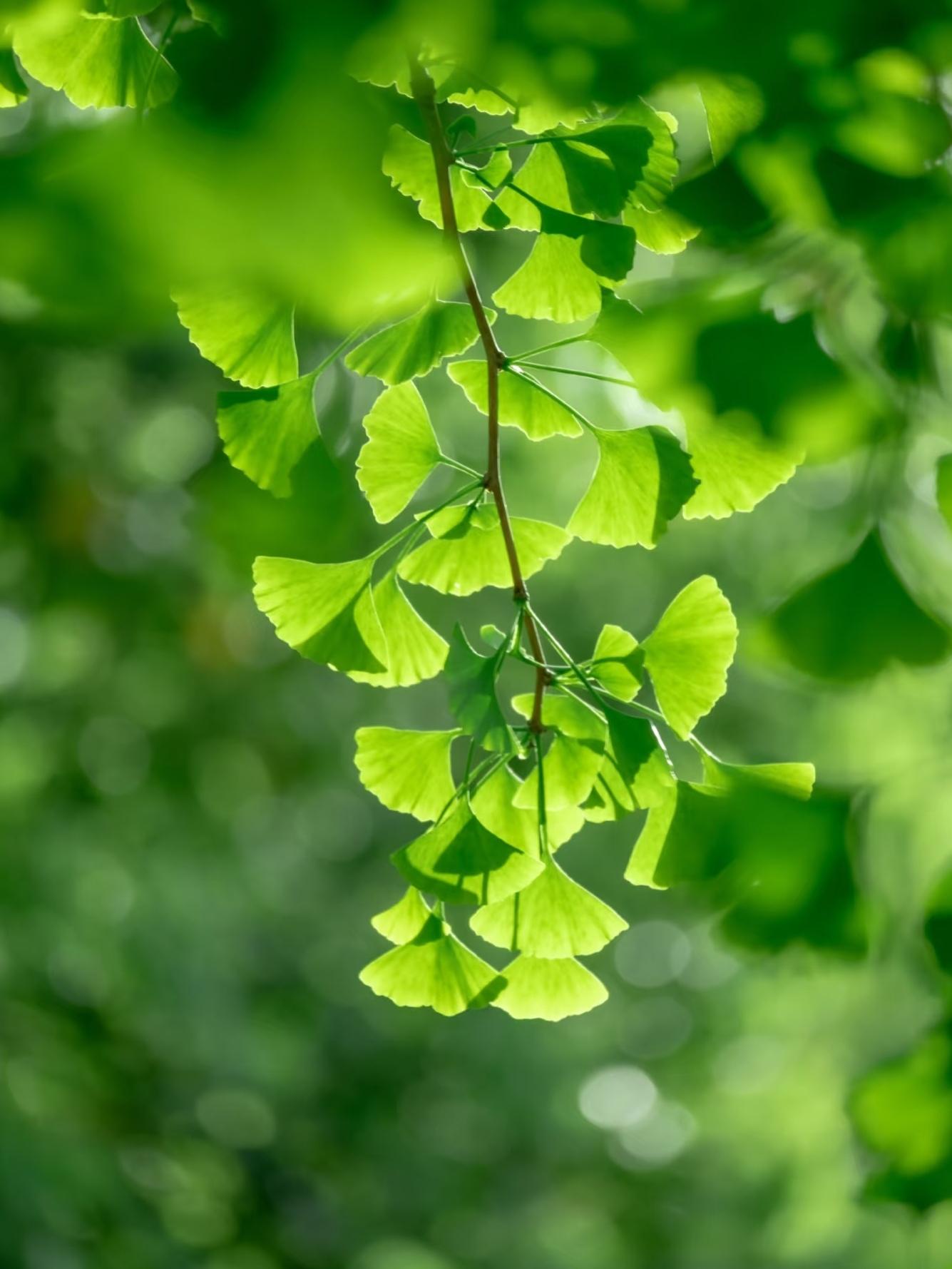 迦文 的想法: 夏天一定是绿色滴,小区里都是银杏银杏寓意相思相守,我