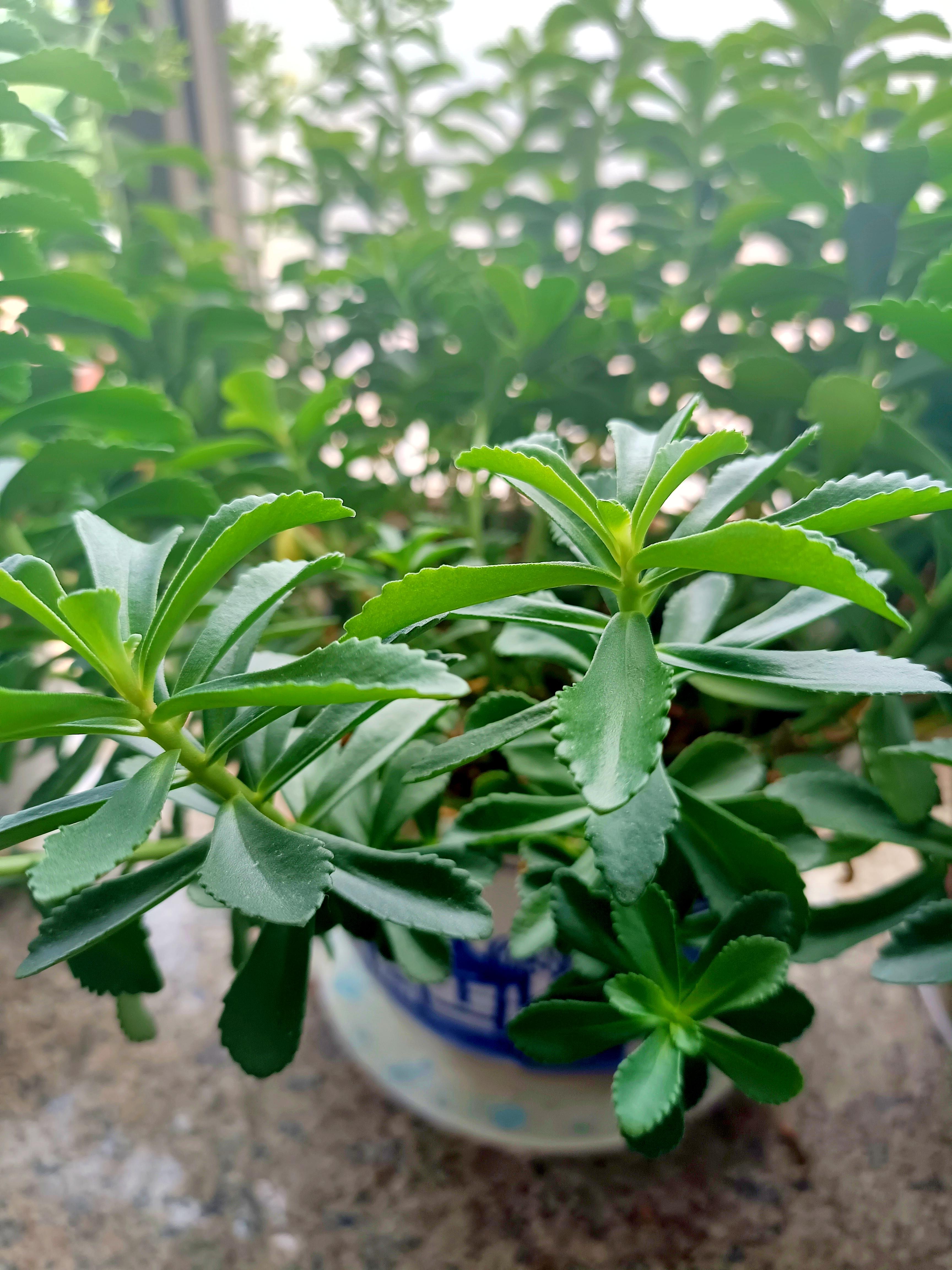 可以止痒的三七草我的摄影日记夏天来了蚊虫又开始肆意叮咬一旦被侵袭