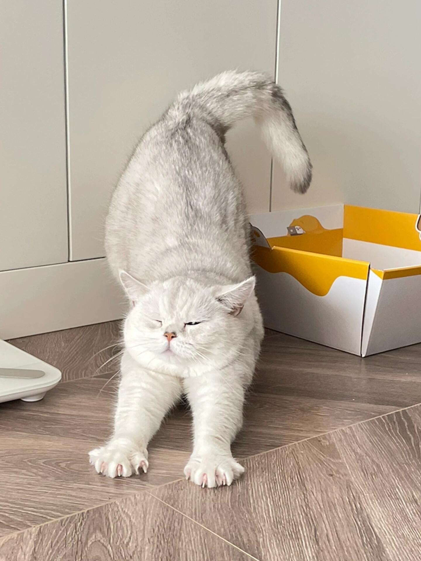 猫咪经常伸懒腰这5个隐藏含义看完别再说自己懂猫你家主子每天伸懒腰