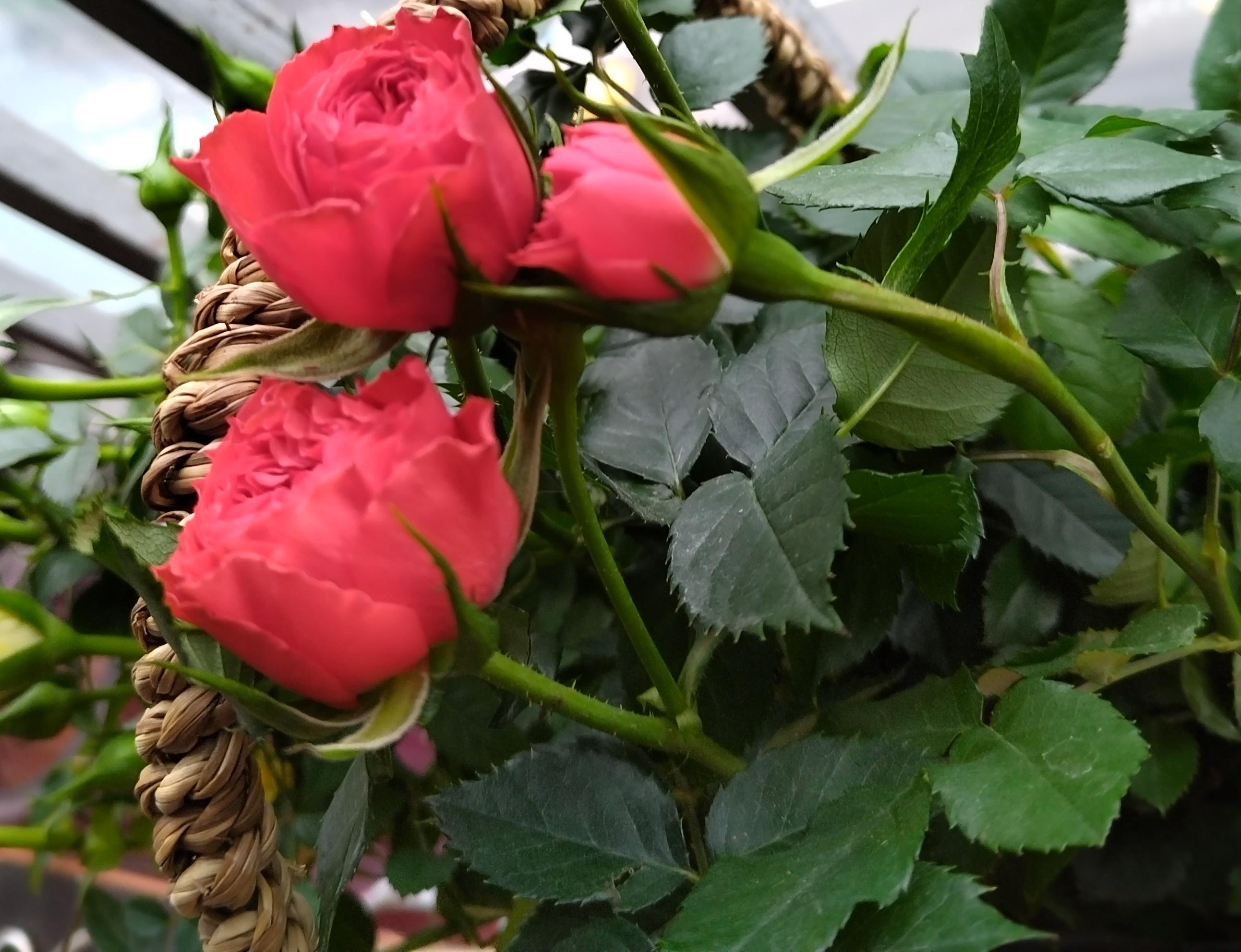 非非非 的想法: 探春玫瑰带刺