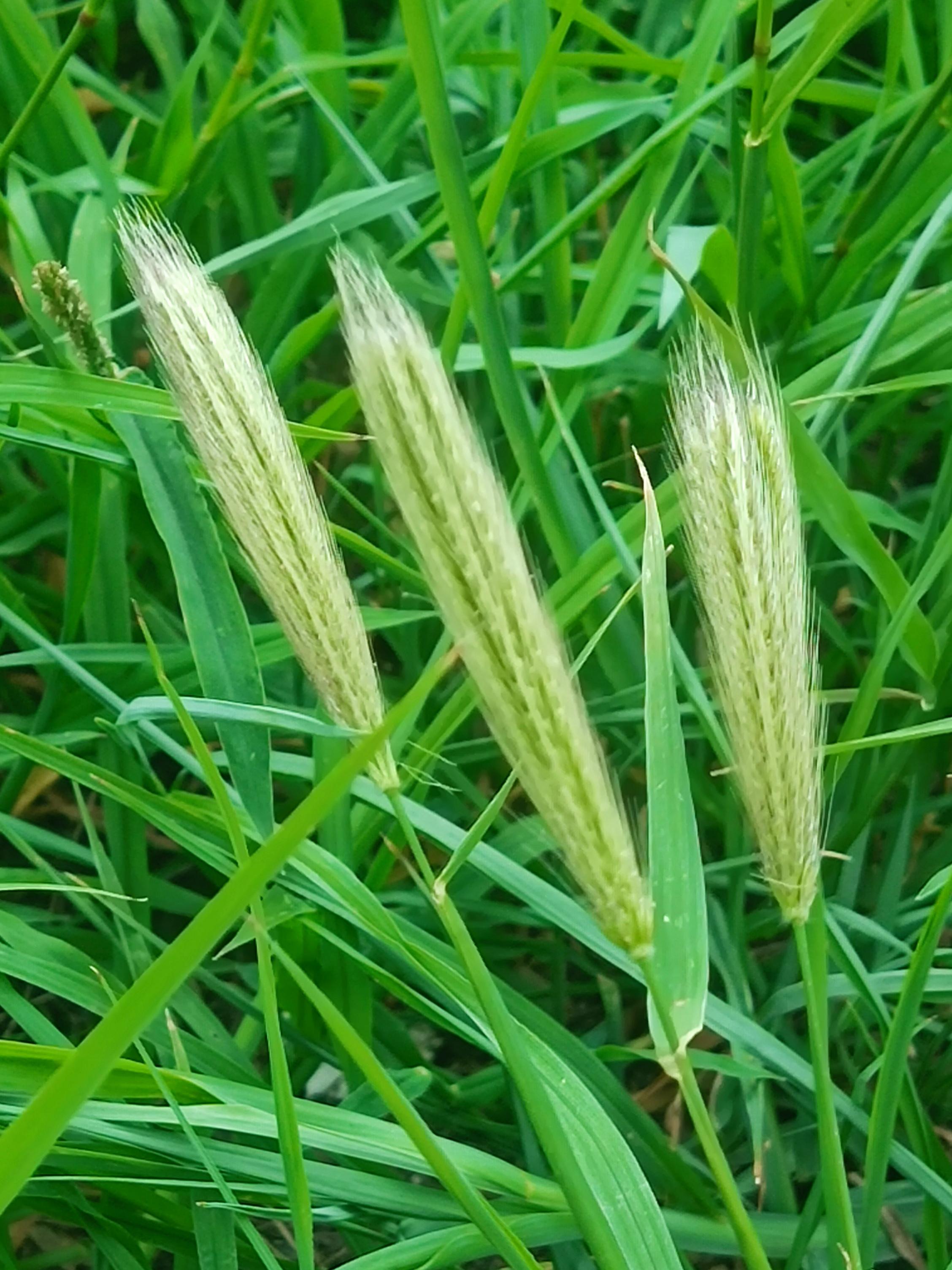 虎尾草是禾本科,虎尾草属,一年