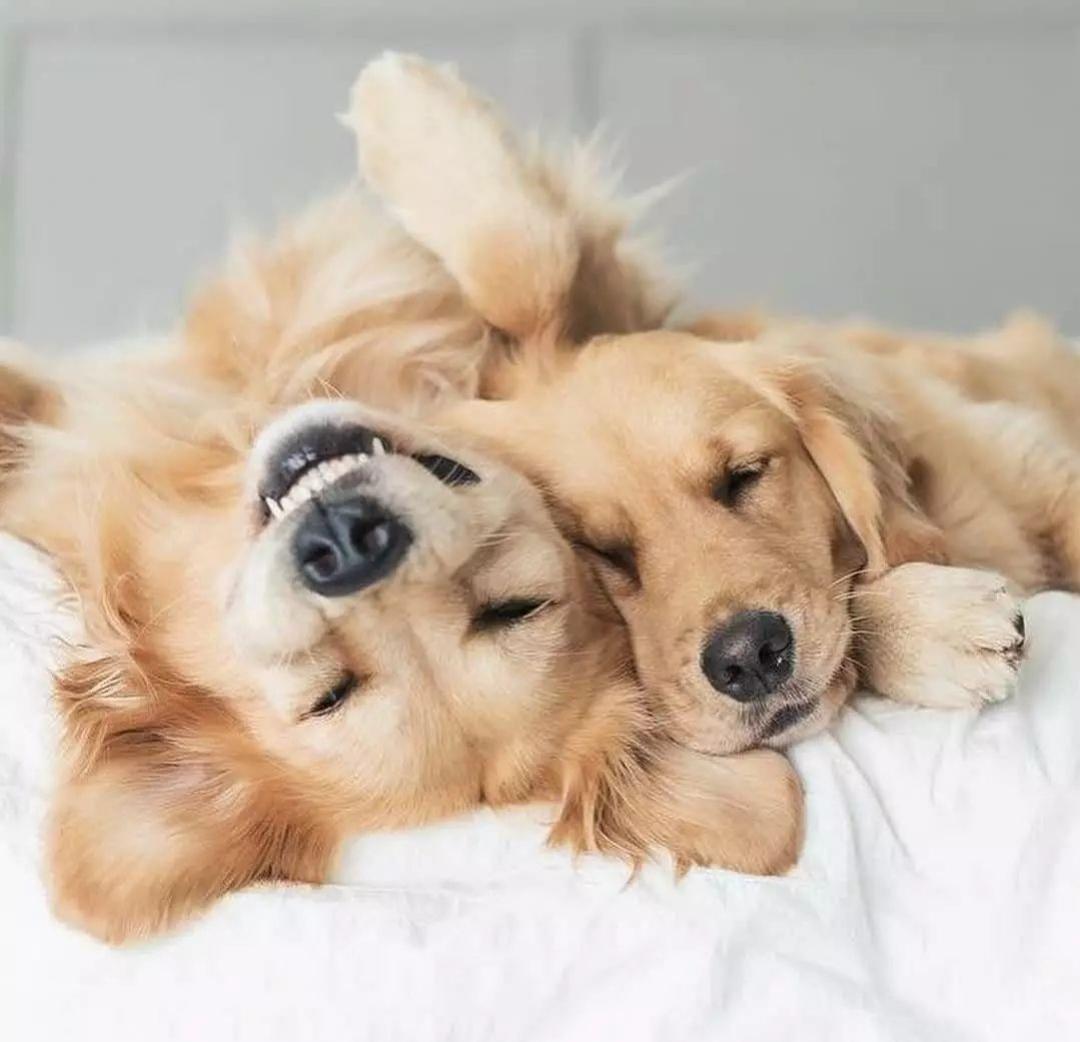 姐是个传说 的想法: 狗狗很爱你 |  a class="hash_tag" href="https