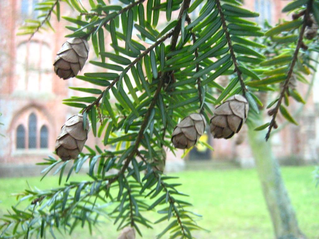 英语里的 fir, aspen, pine, spruce 這幾種樹如何區分,對應哪些中文名? - 知乎