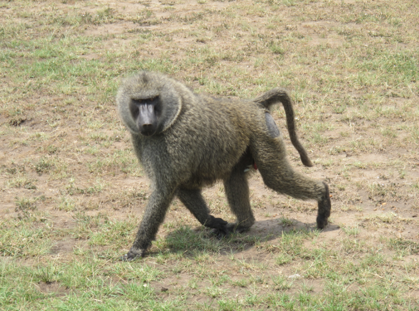 到非洲旅行带 8 岁小朋友同行有哪些需要注意的事项?