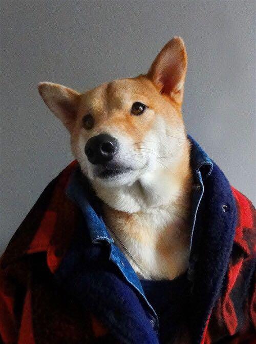 柴犬的颜值可以有多高?