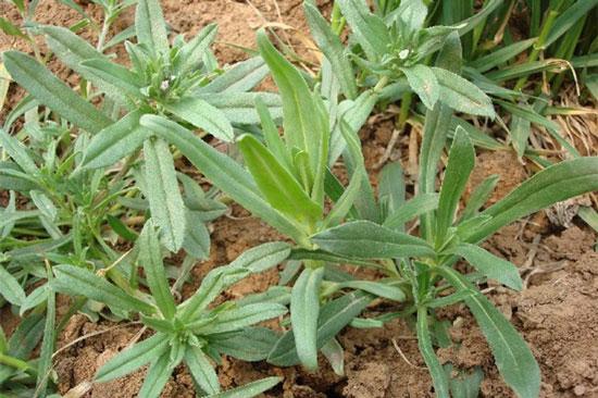 有谁知道这是什么野菜,学名是神马? - 知乎