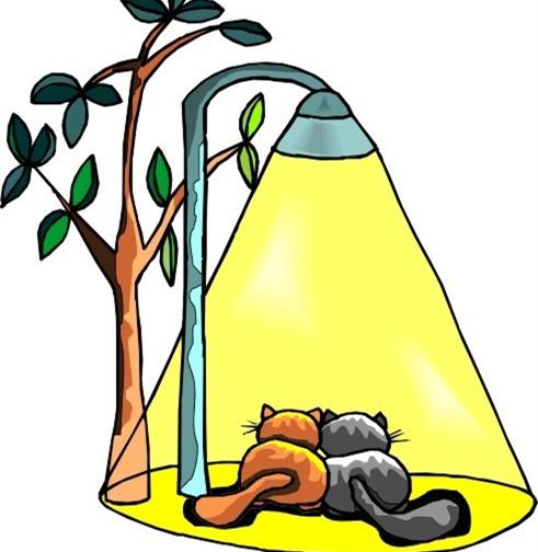 猫与路灯小故事