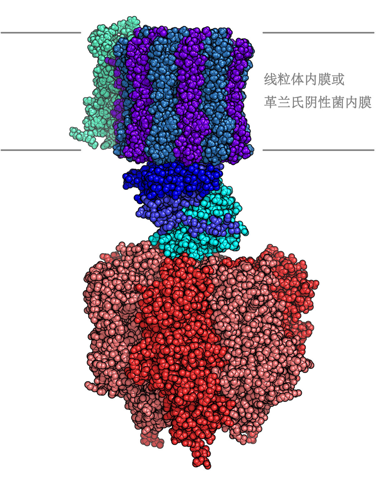 合成一分子ATP需要多少H+？ - 知乎