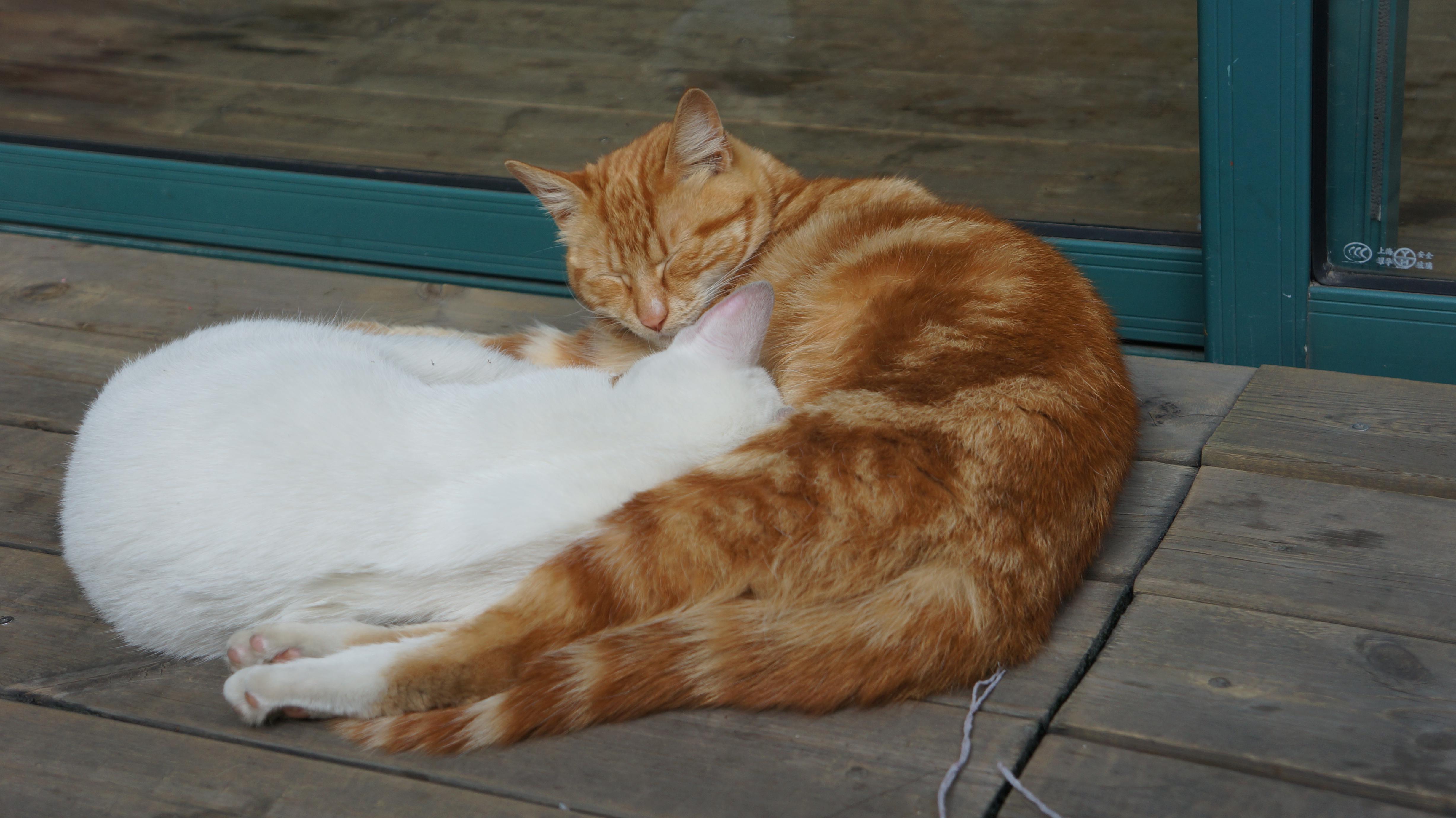 上海有哪些适合一个人去玩的地方? - Dion 的回