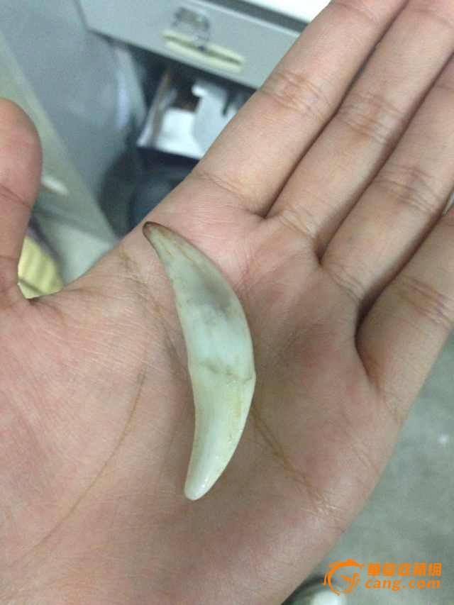 狼牙如何辨别真假