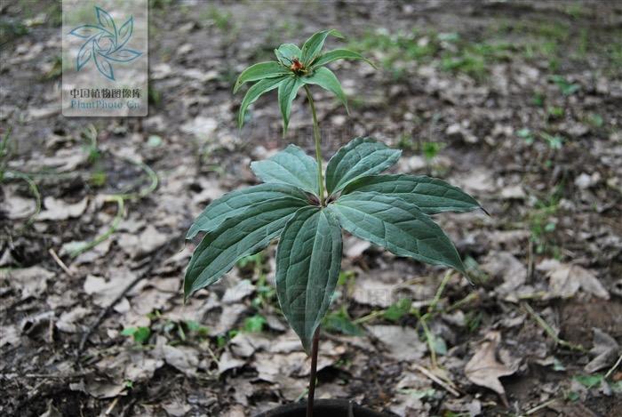 《芈月传》中救下小嬴荡和葵姑的“七叶一枝花”真的存在吗? - 知乎