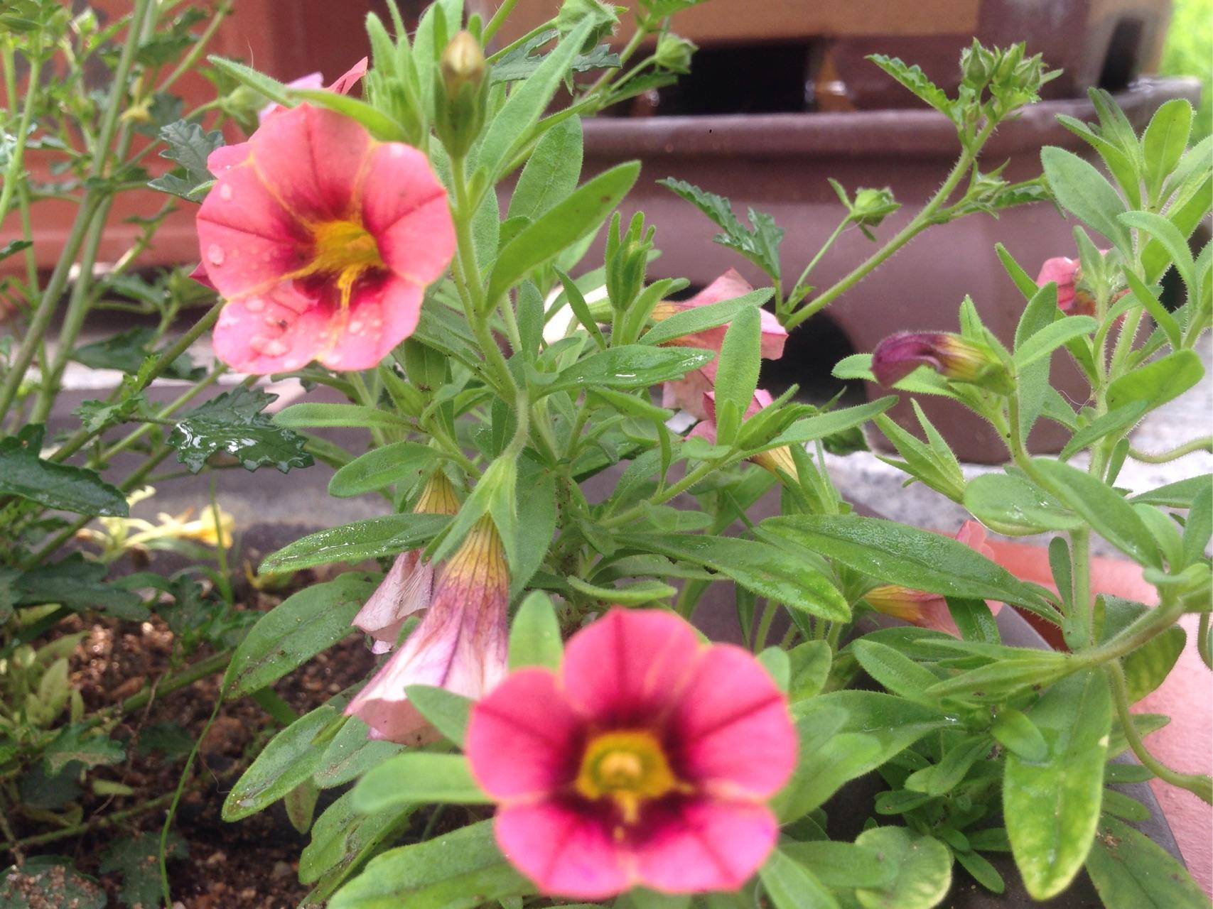 如何早起?现在每天早上都到十一点十二点才起