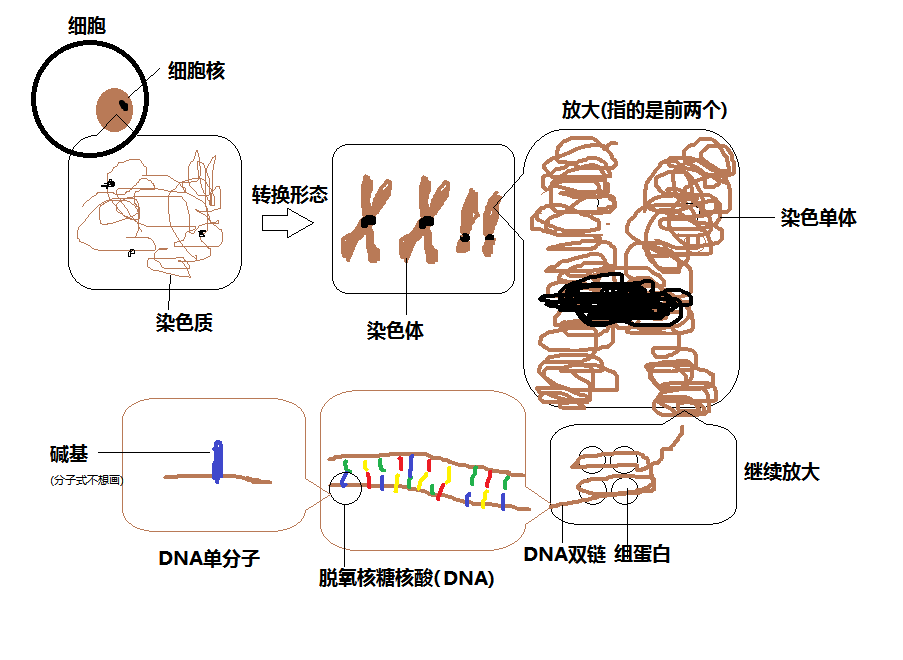 基因