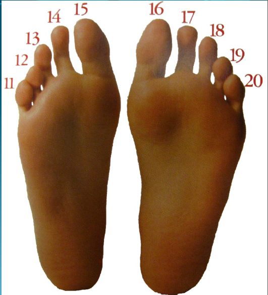 如果人左手和右手都是六个指头,那人类可能是用十二进制吗?