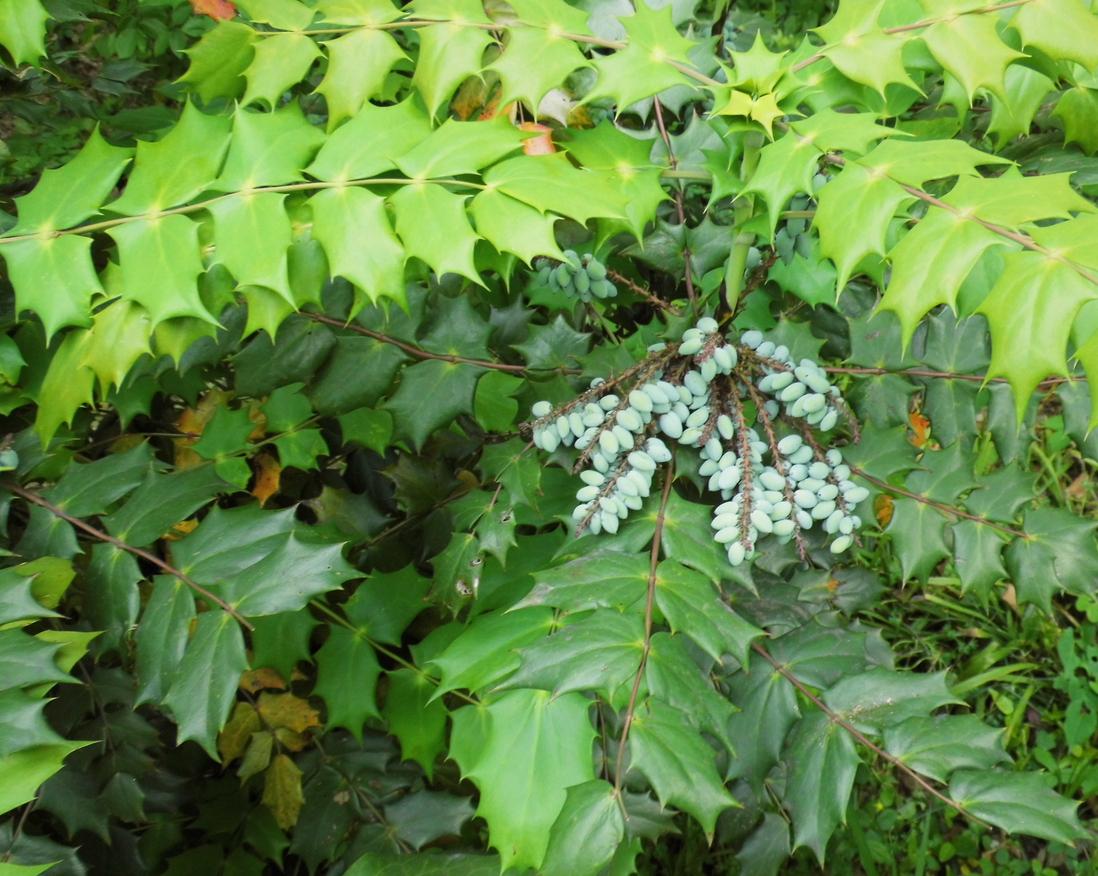 請問這是什麼植物(葉子挺硬還帶刺)? - 知乎