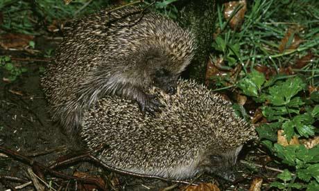 his prickly little sperm have the best chance of fertilising