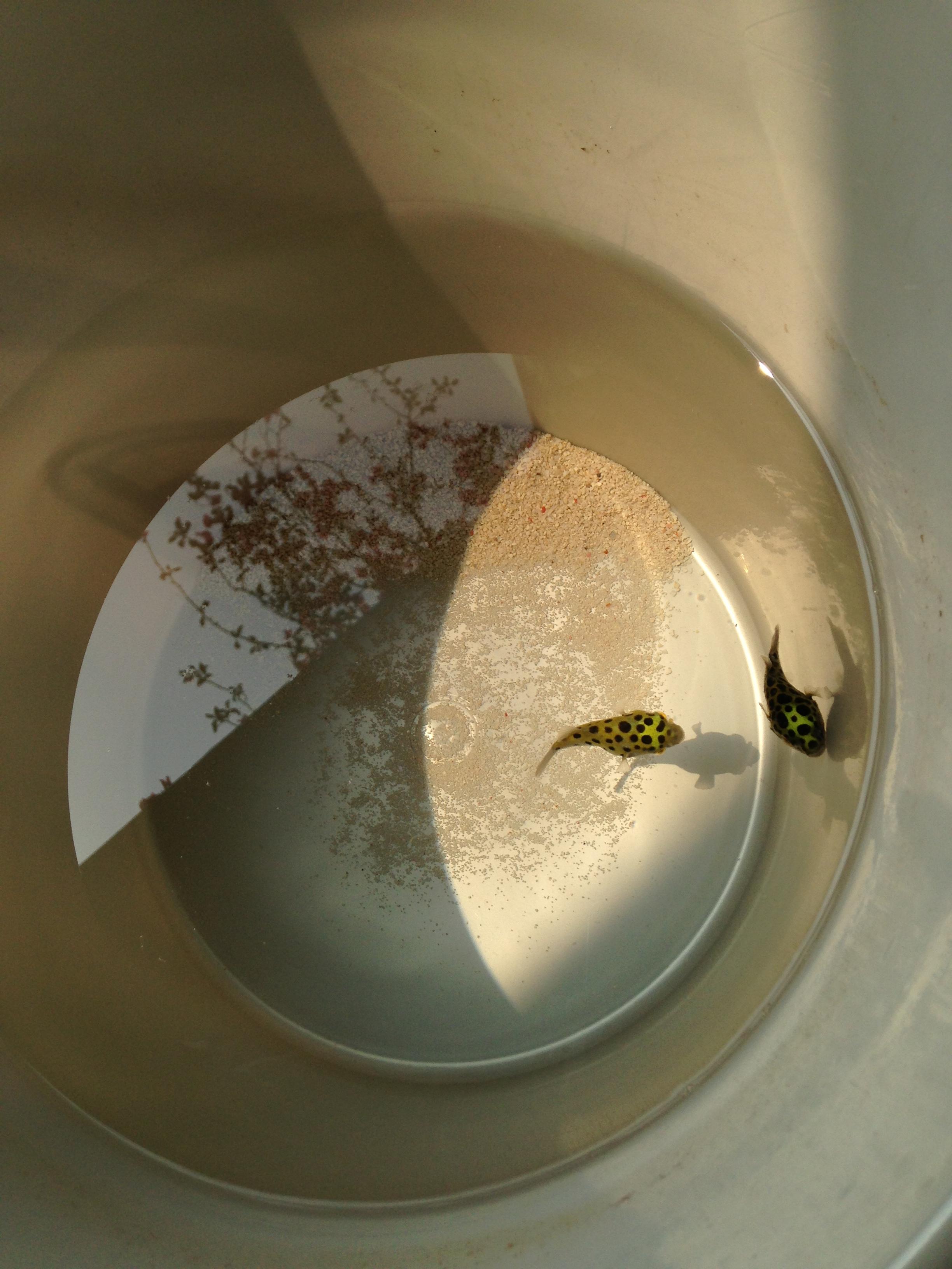 家里养着各种宠物分别是怎样的体验? - 生活 -