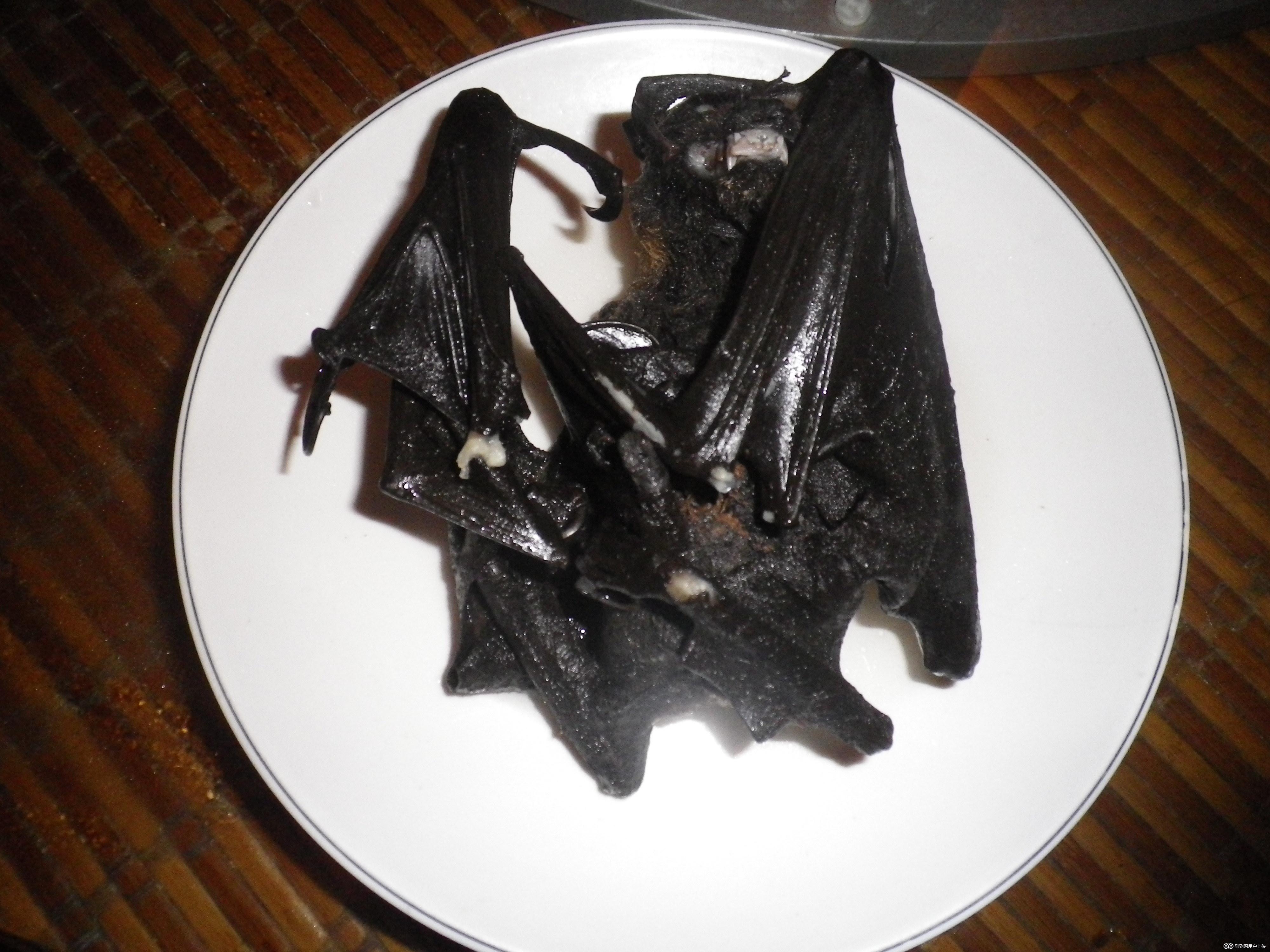 吃蝙蝠是怎样一种体验? - 知乎