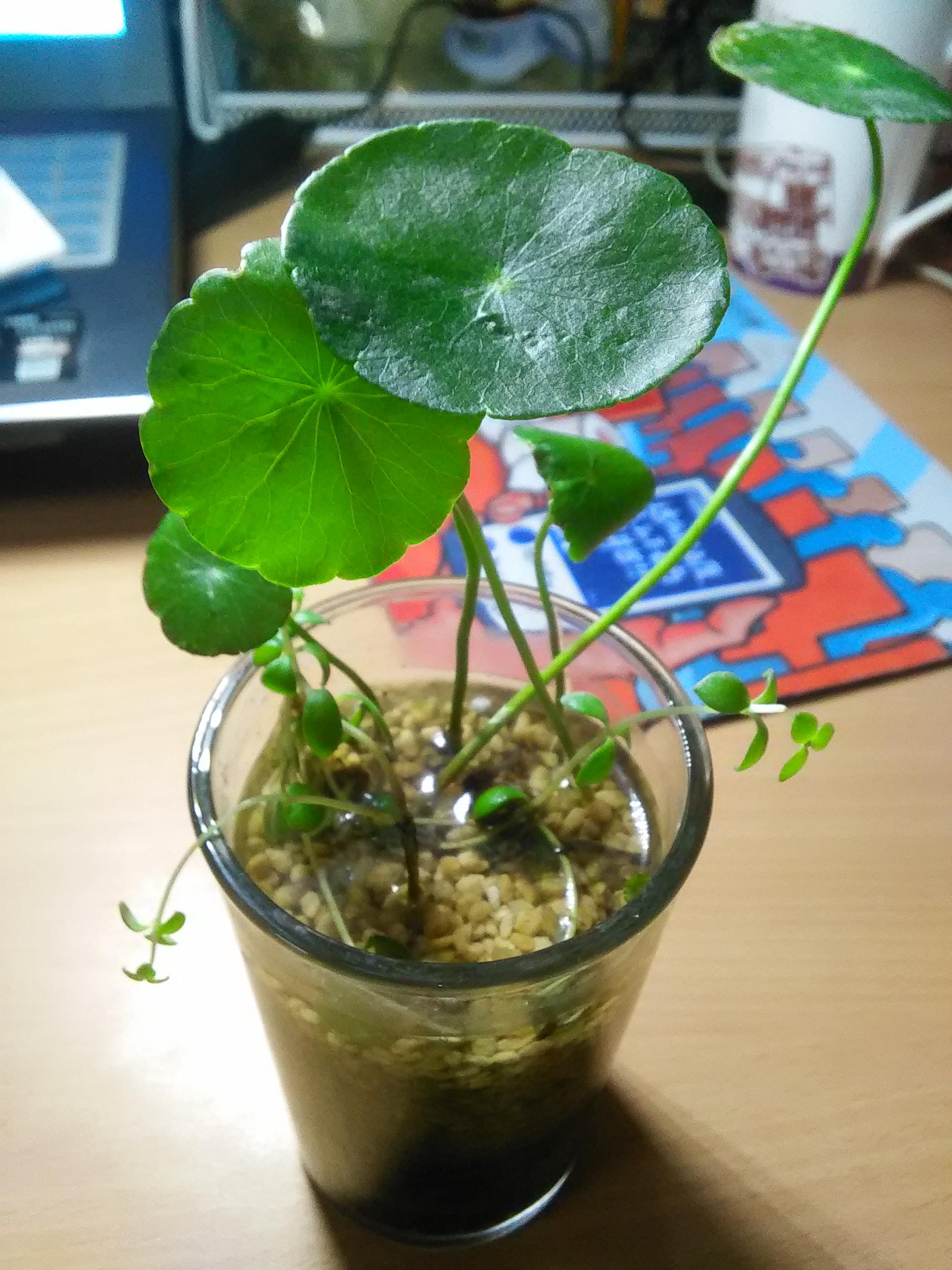 积雪草与金钱草的区别
