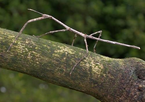 有的昆虫被抓住后为什么会装死