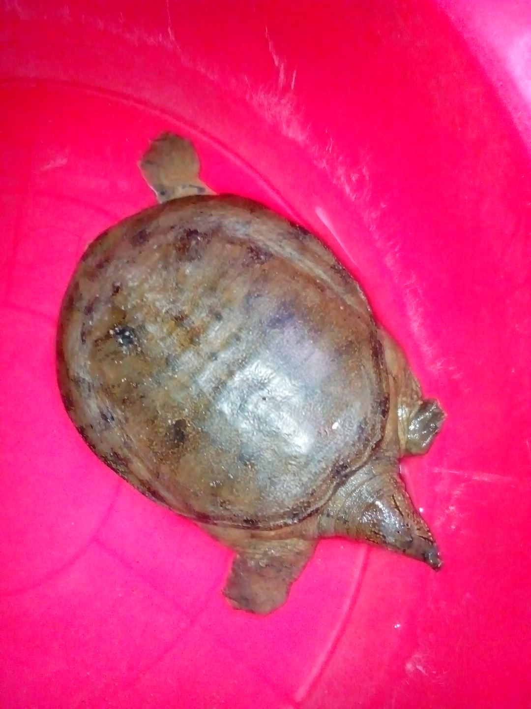 这是神兽三足鳖