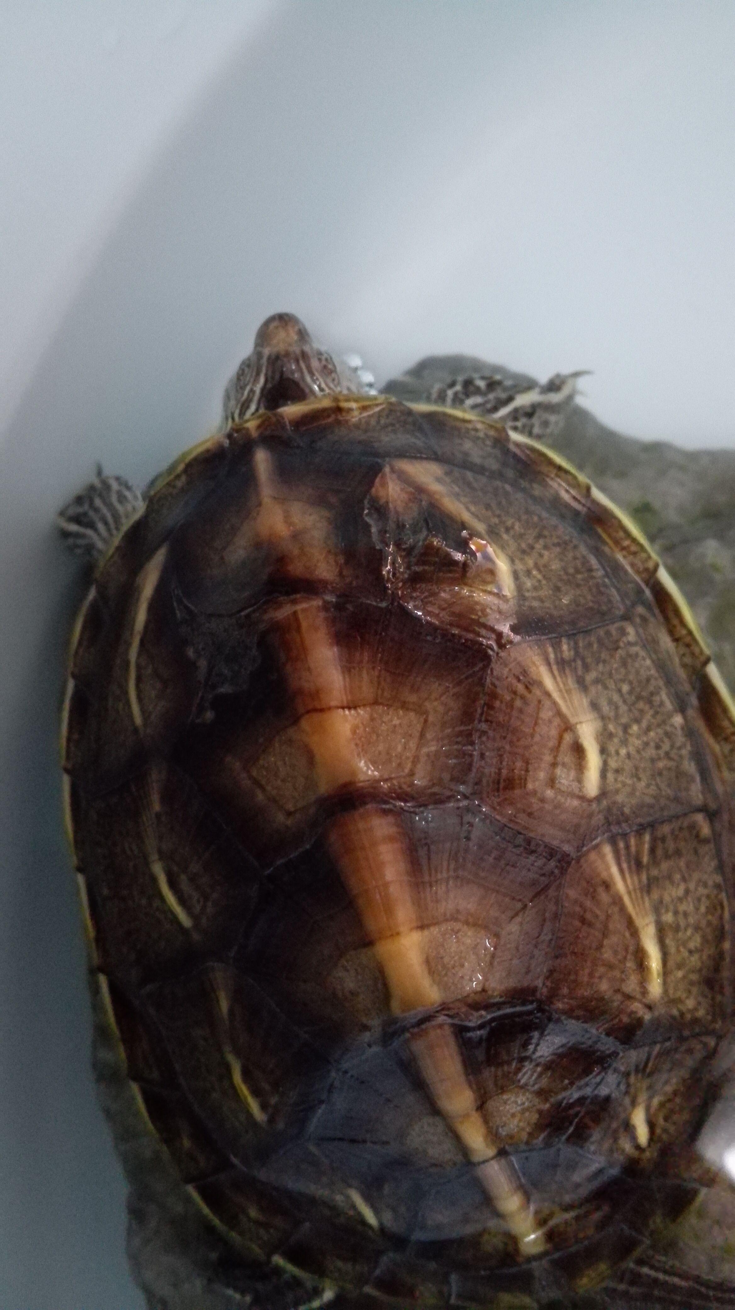 珍珠龟,疑似腐甲几天,该怎么办?