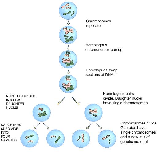 性染色体异常(如xxy型,xyy型)对个人性格的影响是什么? - 知乎