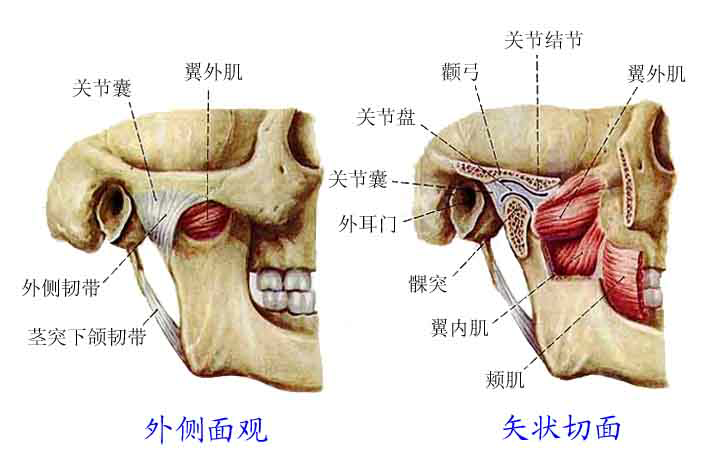 颞颌关节功能紊乱到底能否痊愈? - 知乎