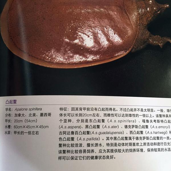 角鳖(刺鳖)表示:凸起你妹啊!